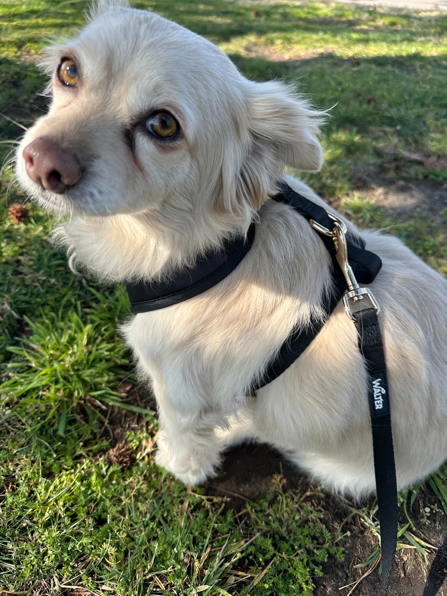 Black Dog Leash