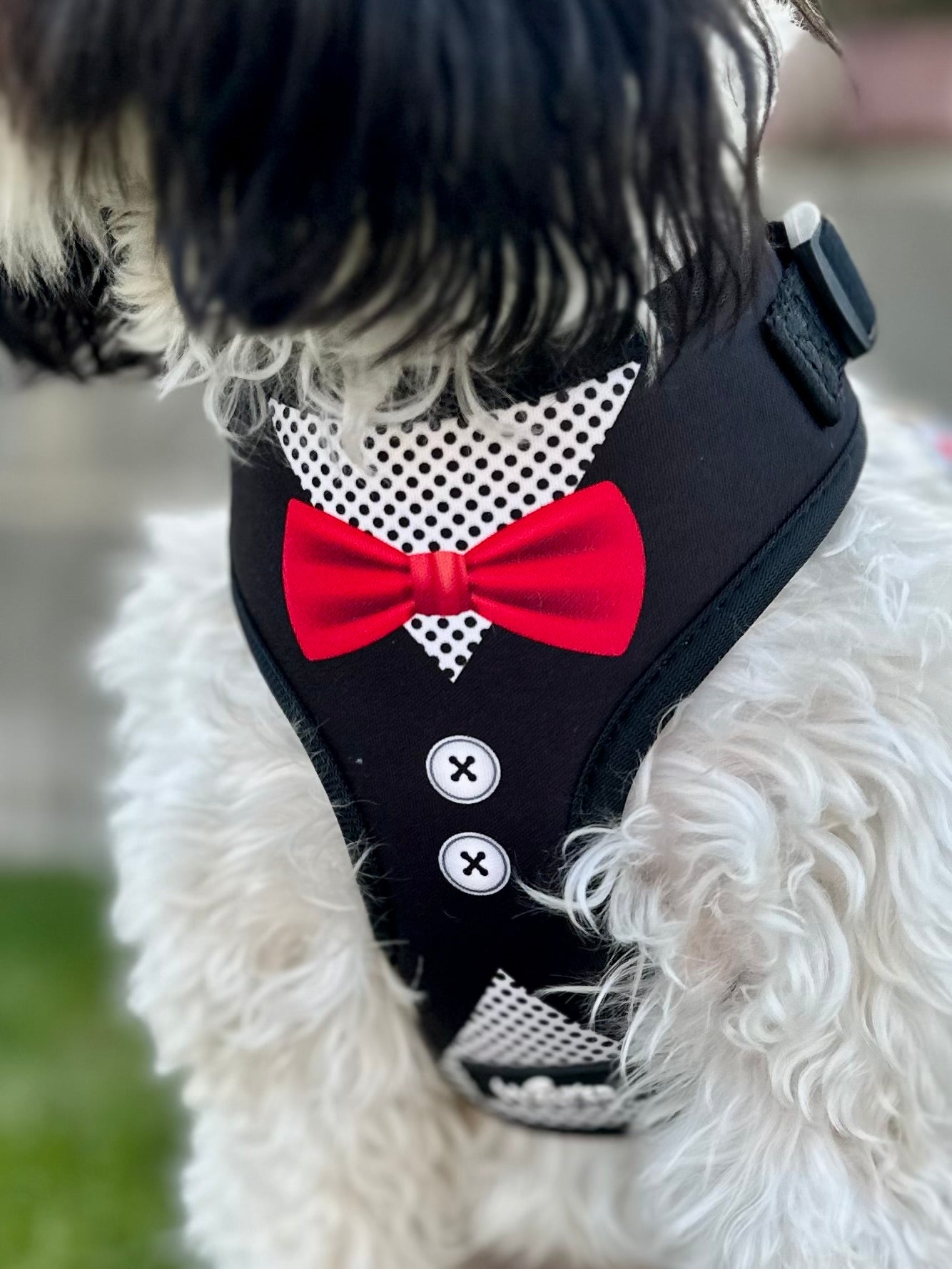 Black Tuxedo Dog Harness