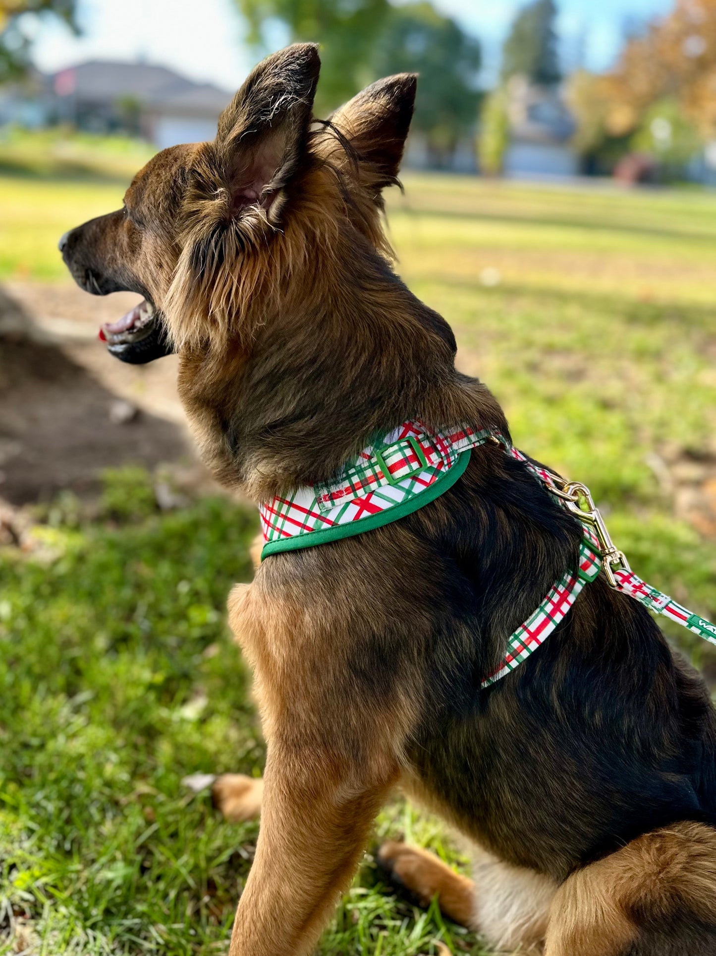Plaid Dog Harness