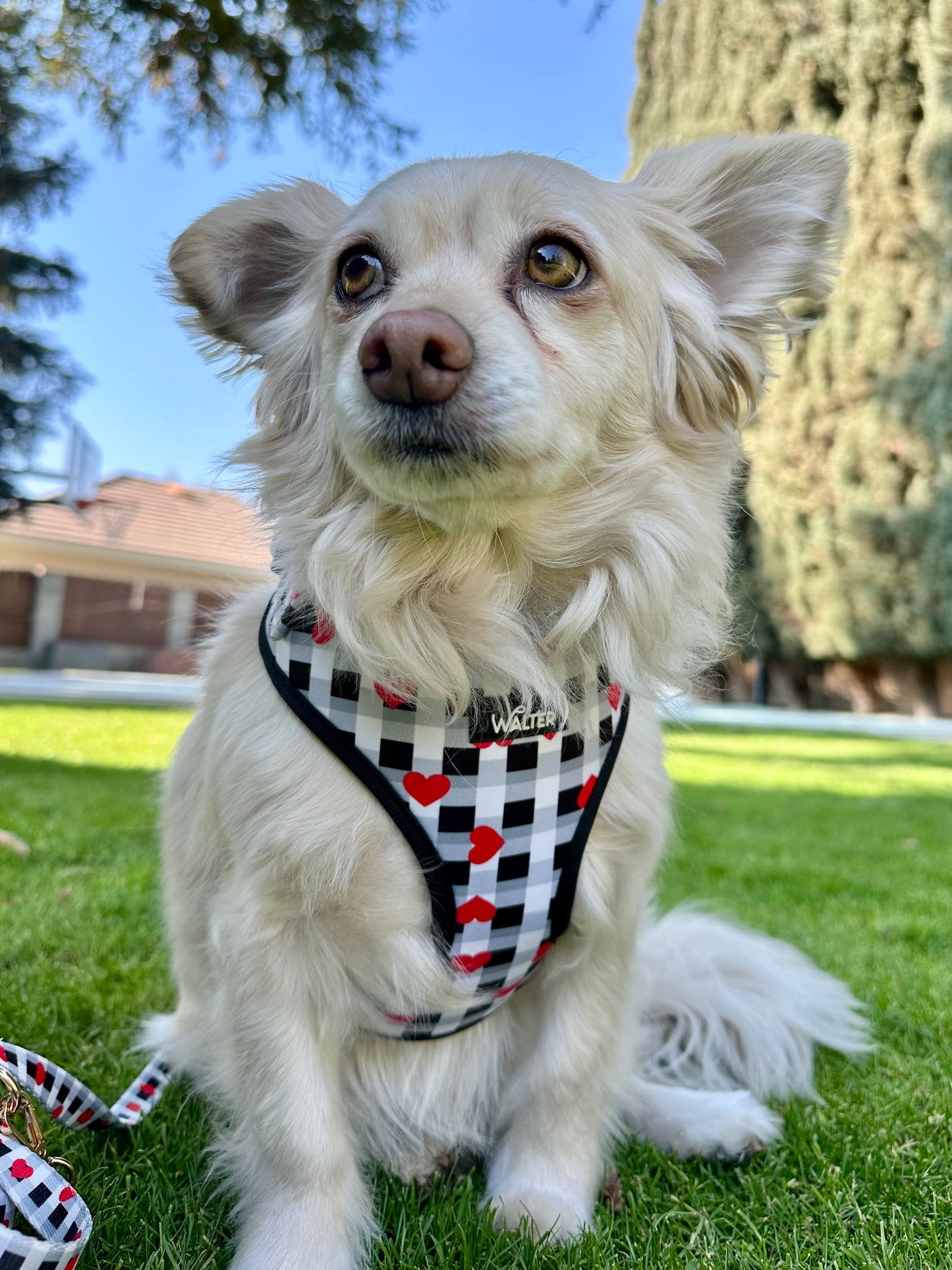 Plaid Heart Dog Harness