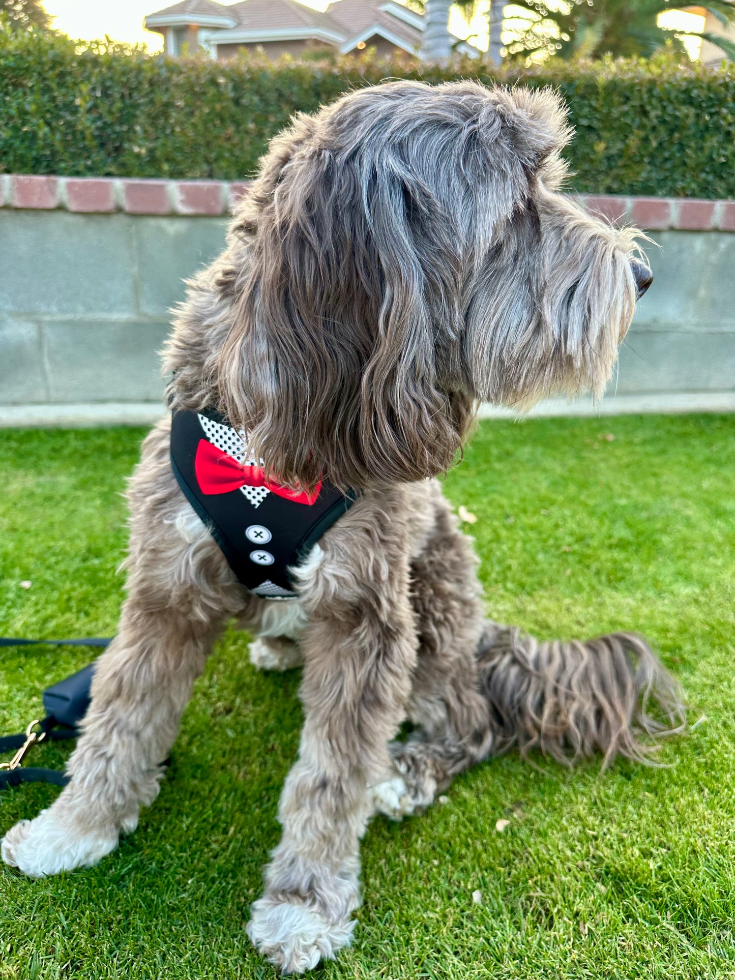 Black Tuxedo Dog Harness