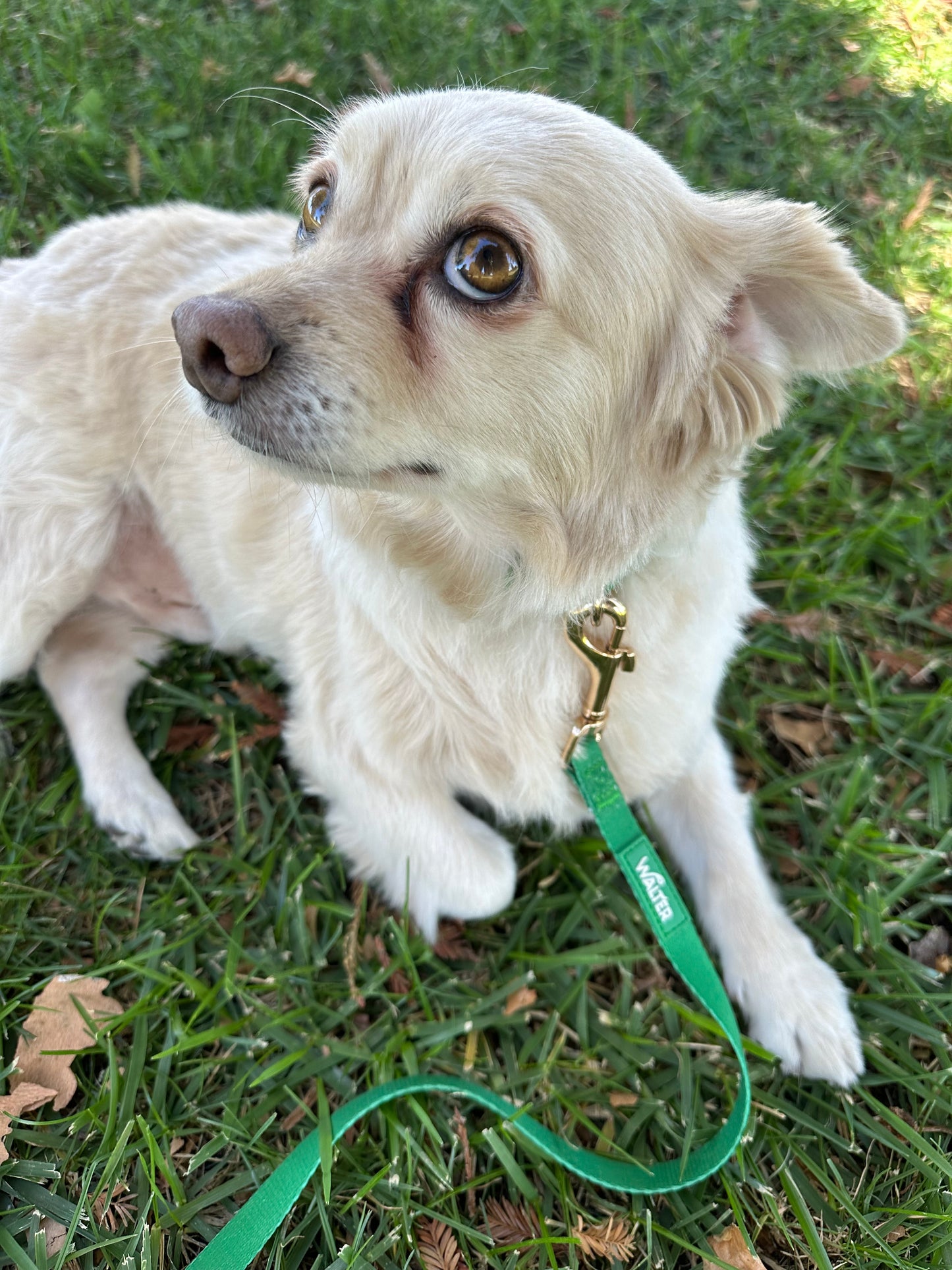 Green Dog Leash