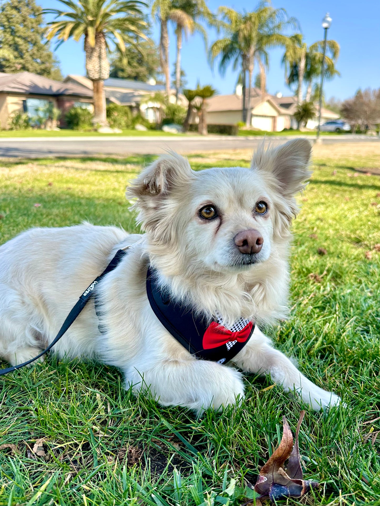 Black Tuxedo Dog Harness