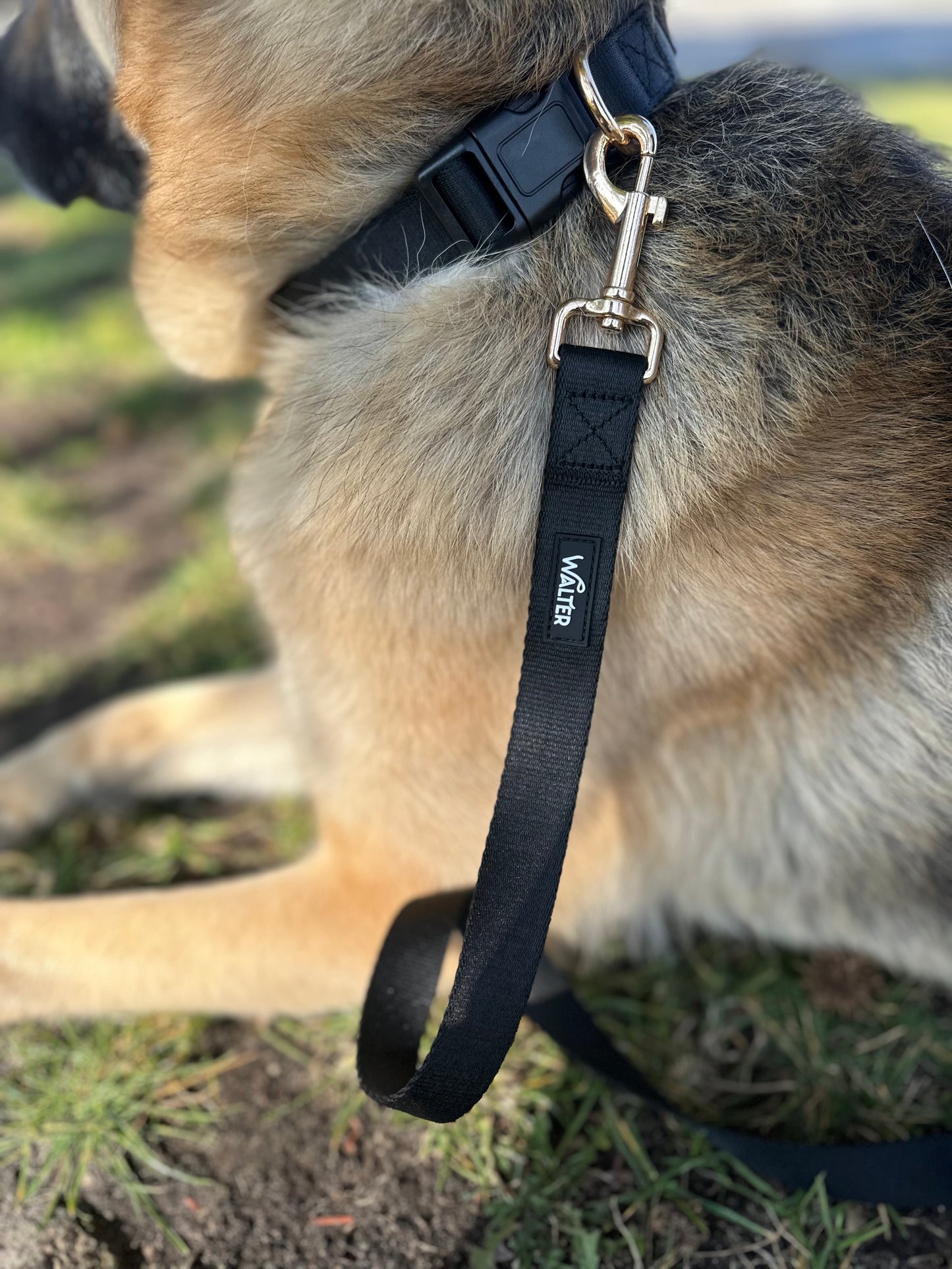 Black Dog Leash