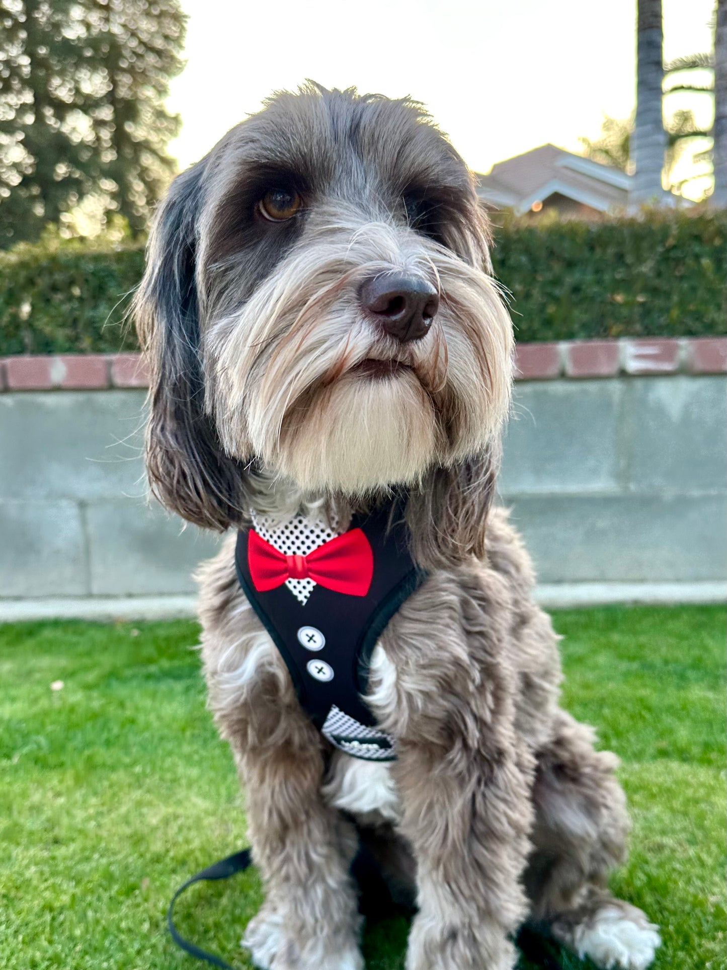 Black Tuxedo Dog Harness