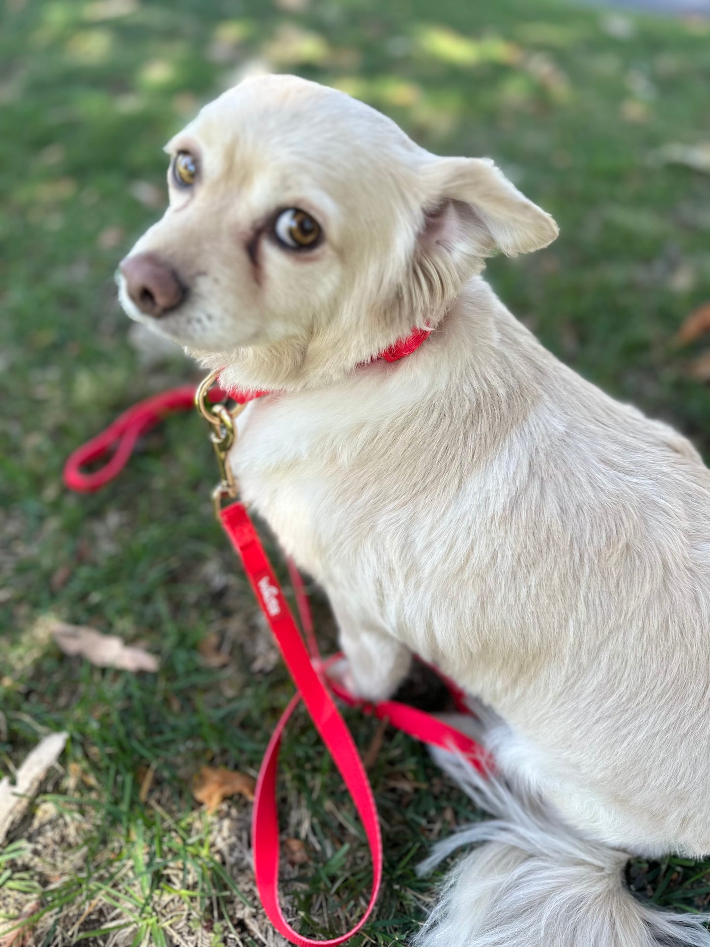 Red Dog Leash