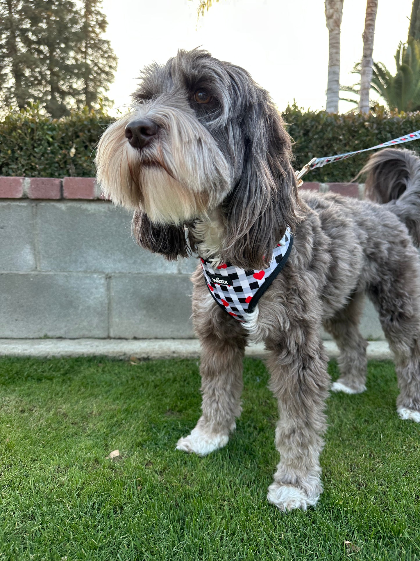 Plaid Heart Dog Harness