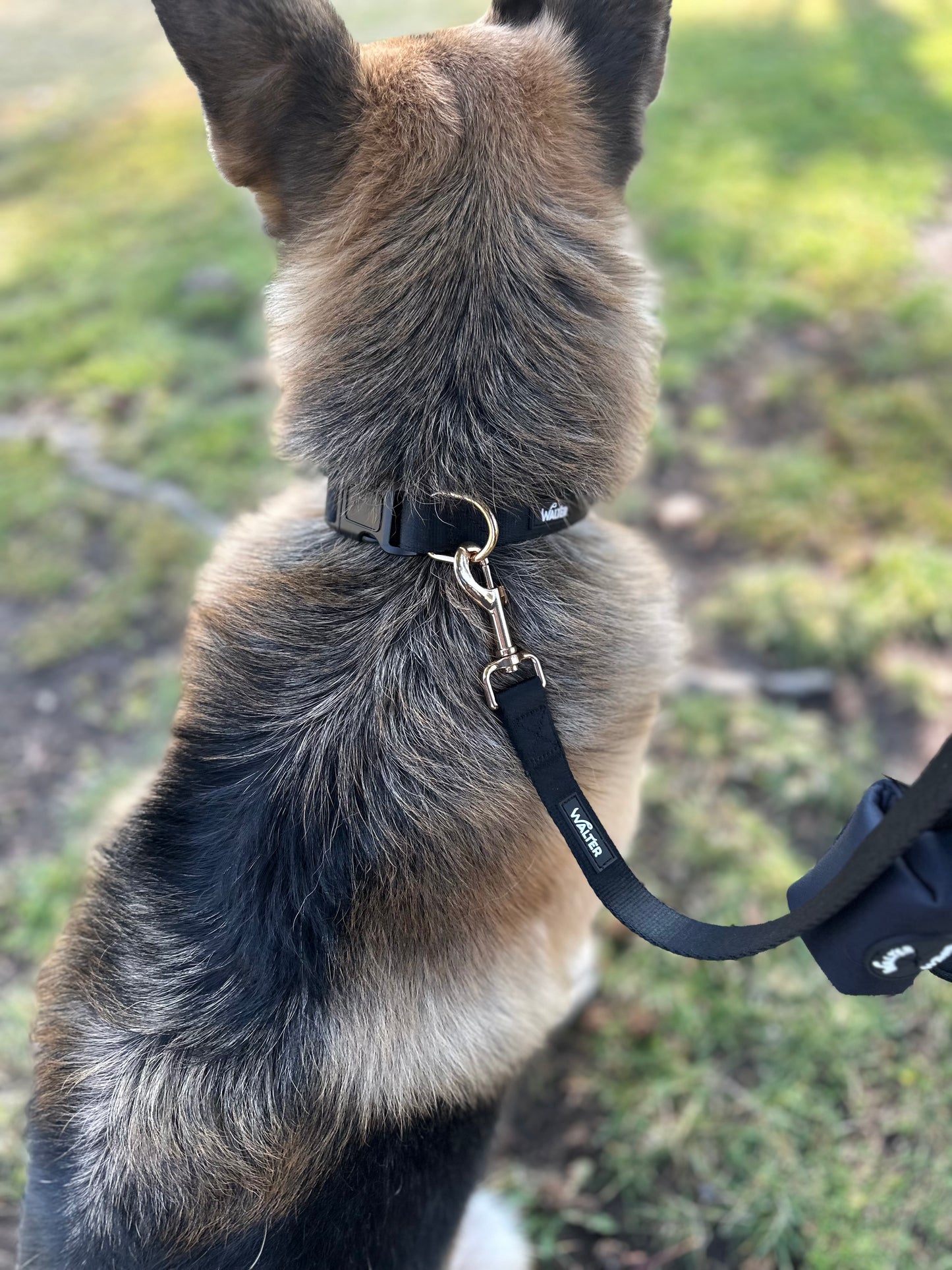 Black Dog Collar