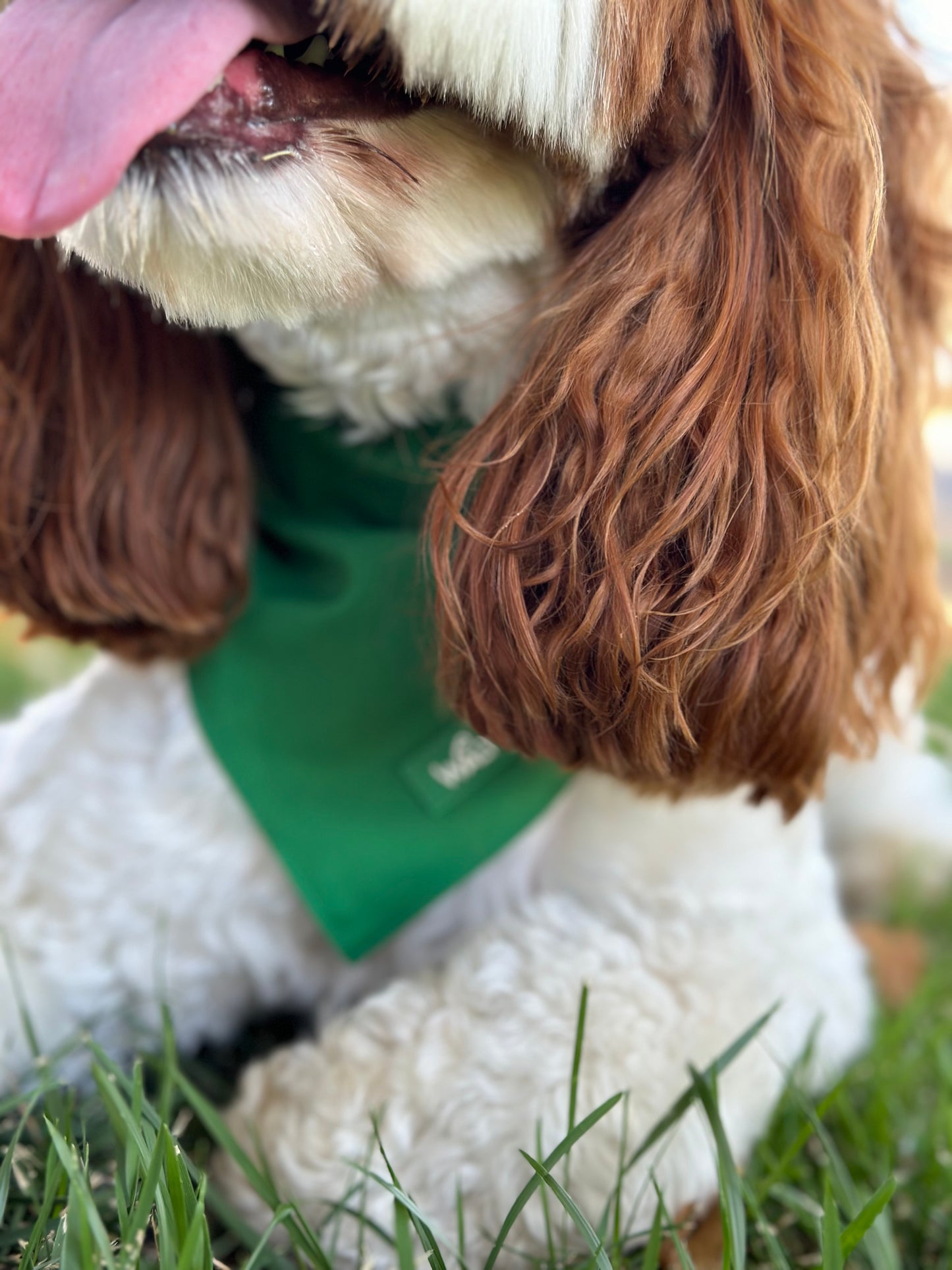 Green Dog Bandana