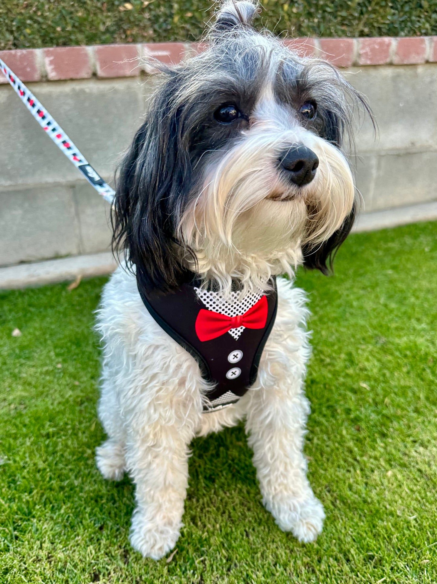 Black Tuxedo Dog Harness
