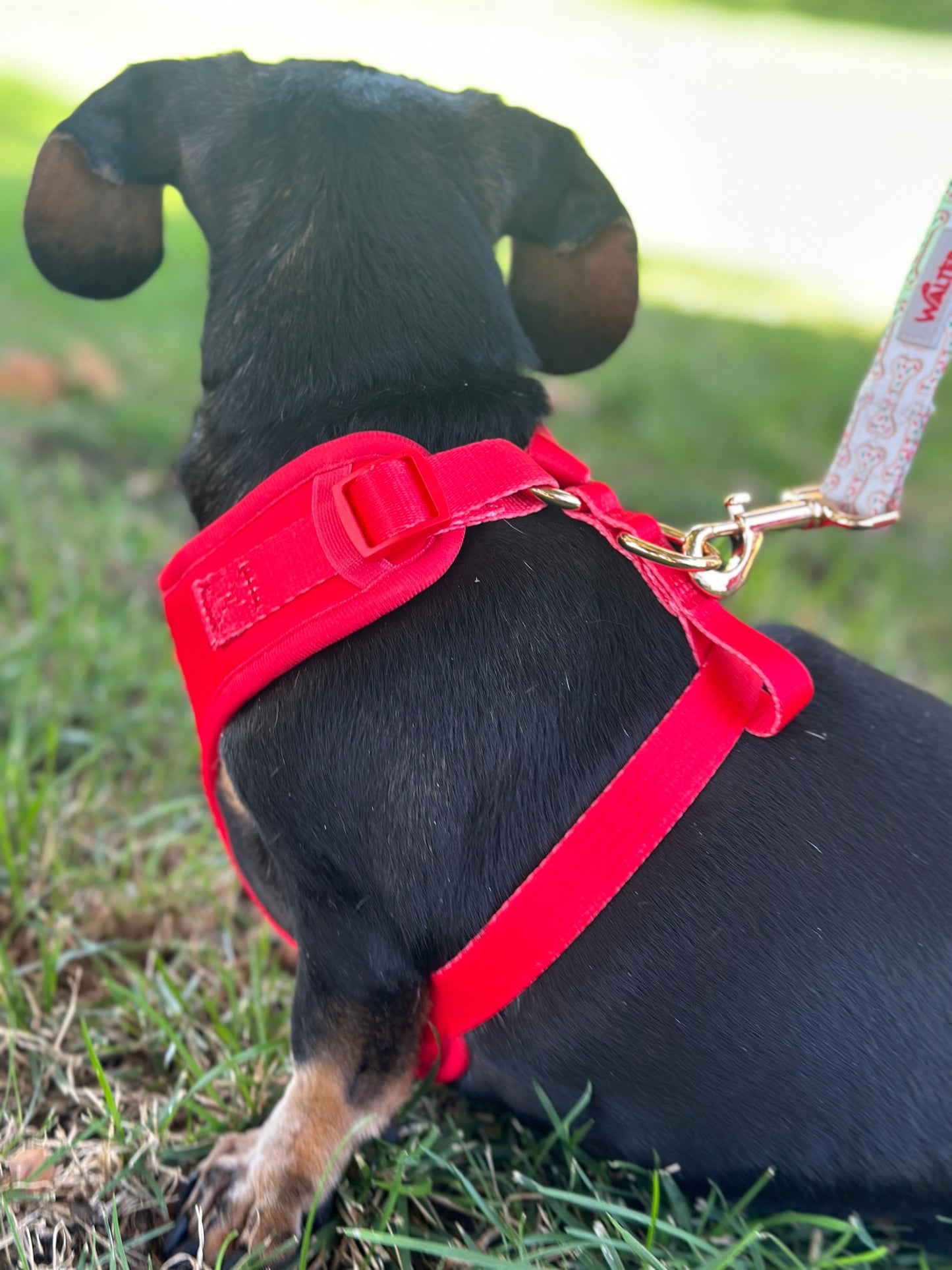 Red Dog Harness