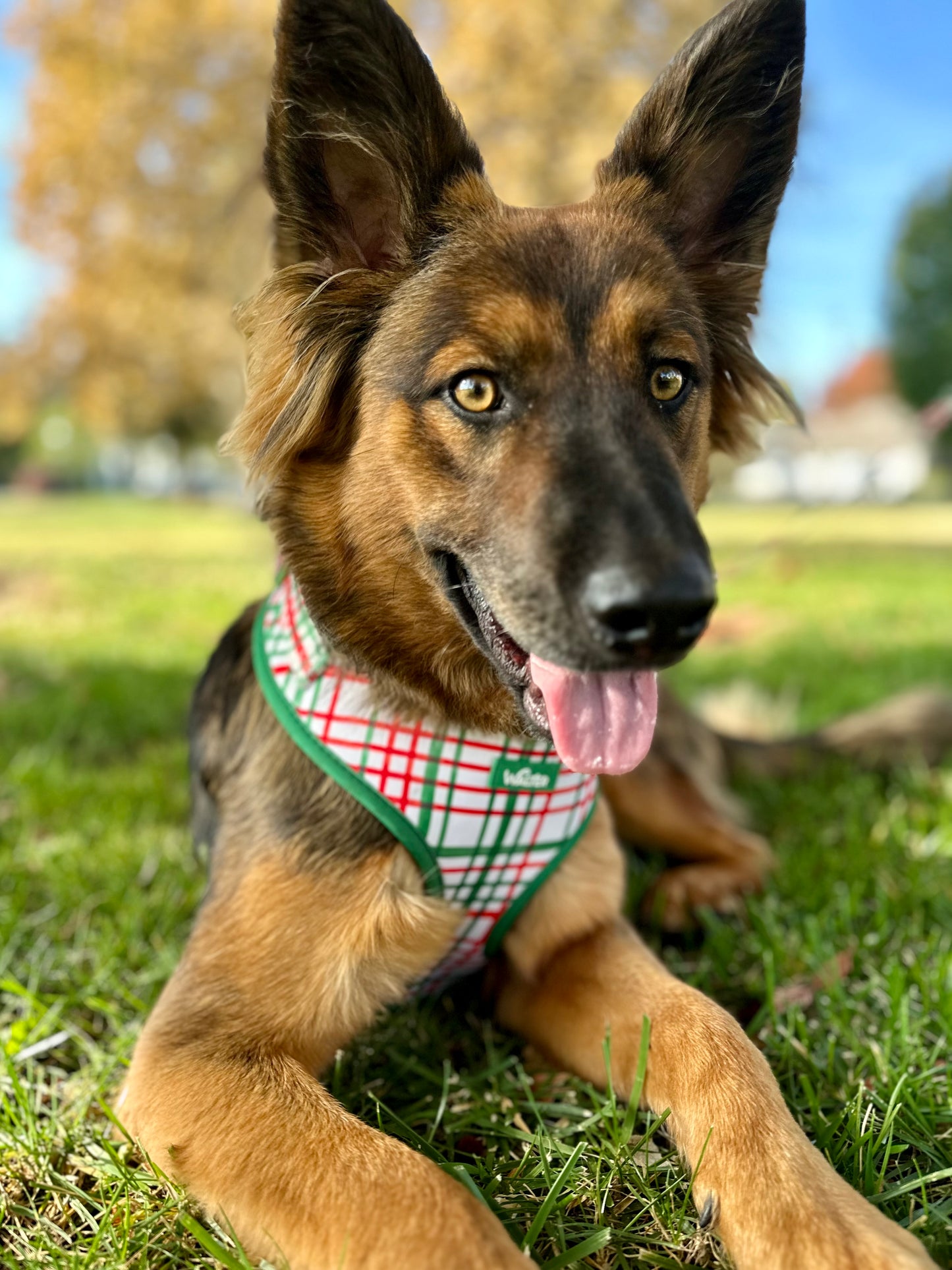 Plaid Dog Harness