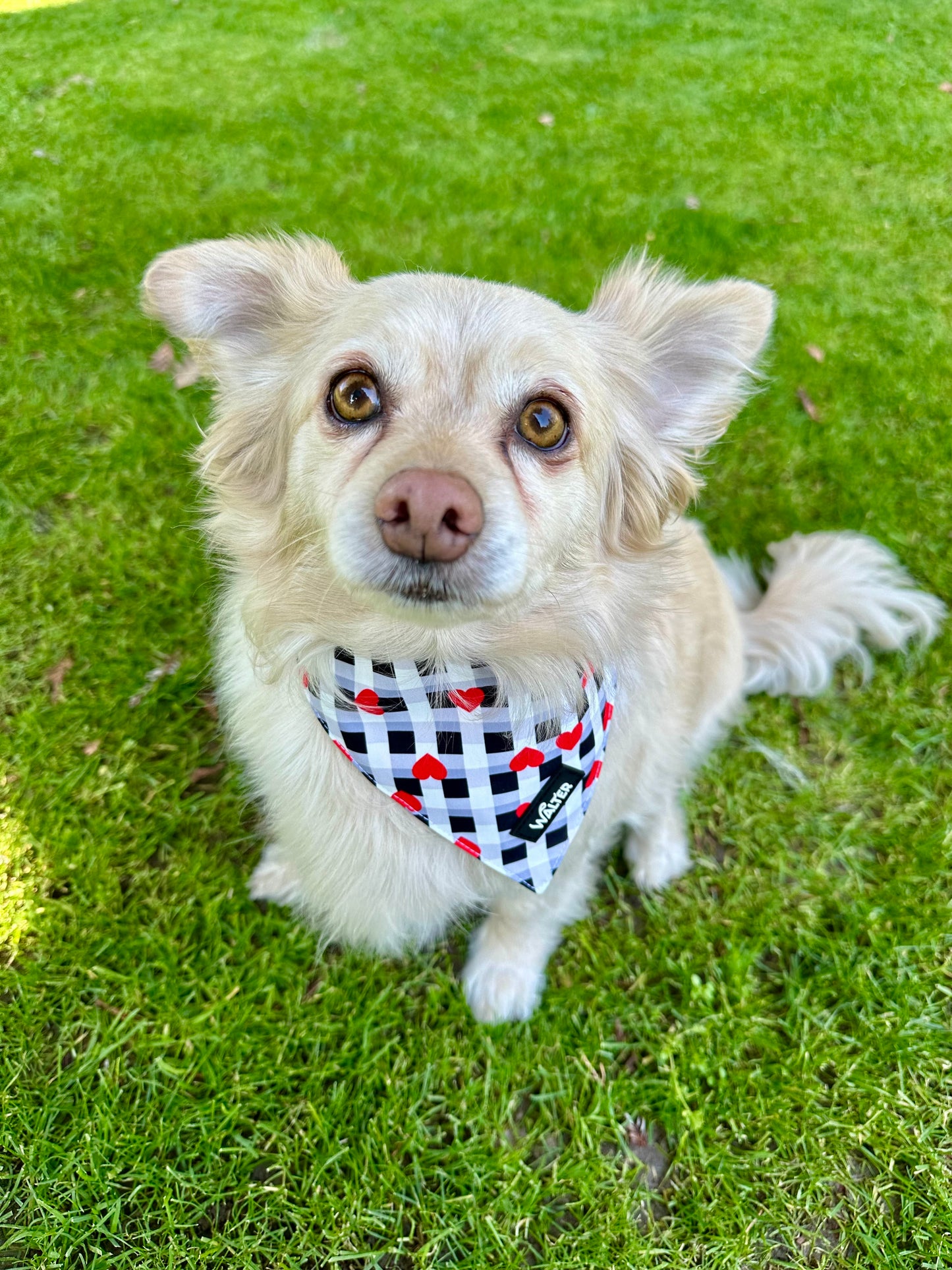 Plaid Heart Dog Bandana