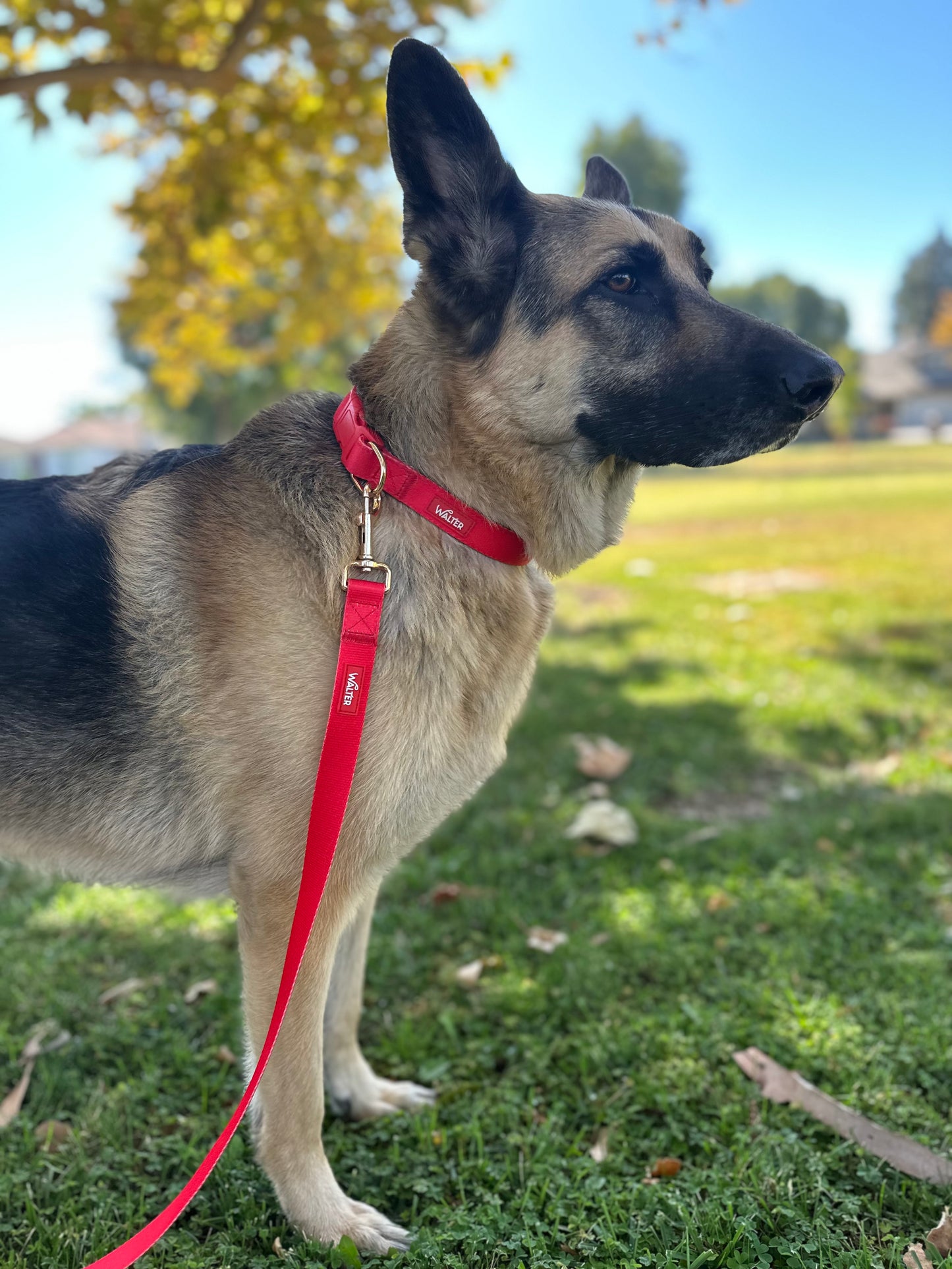 Red Dog Leash