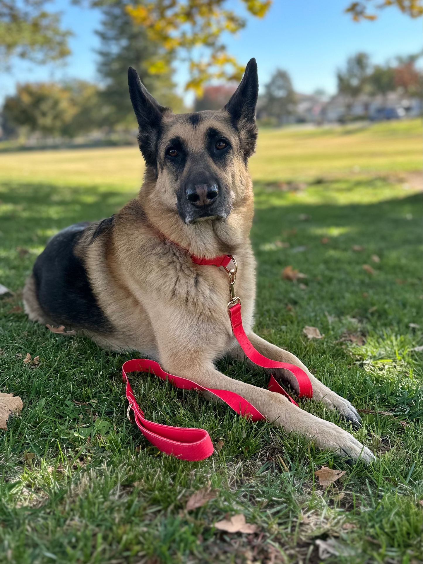 Red Dog Collar