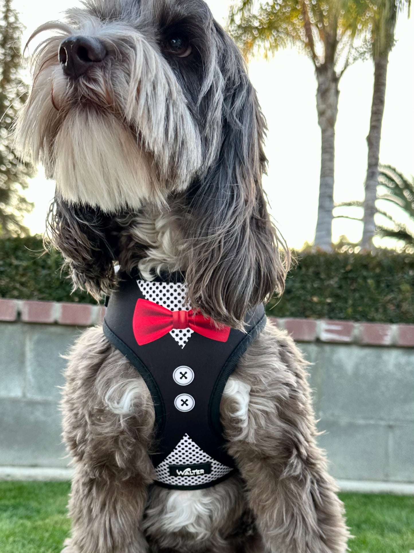 Black Tuxedo Dog Harness