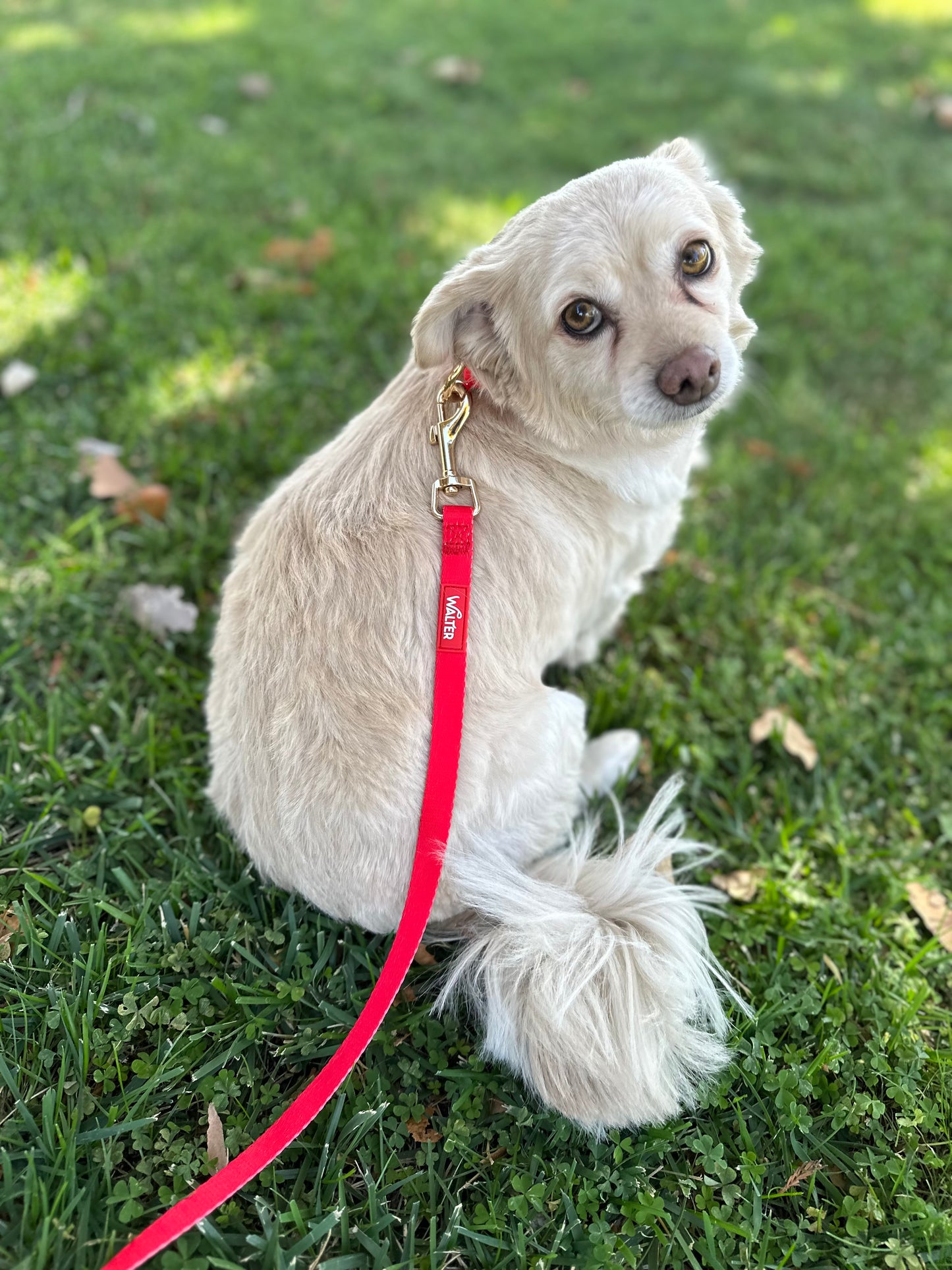 Red Dog Leash