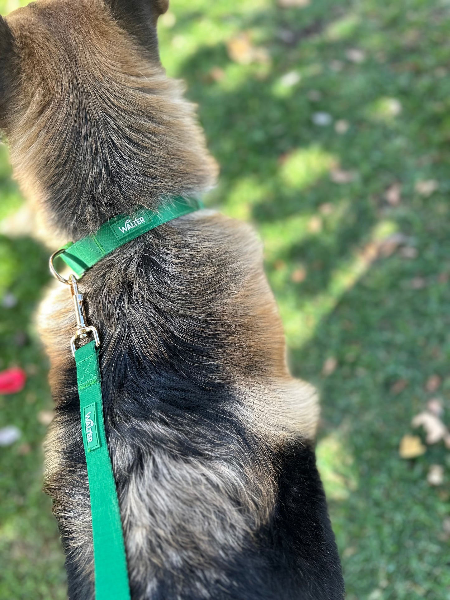 Green Dog Leash