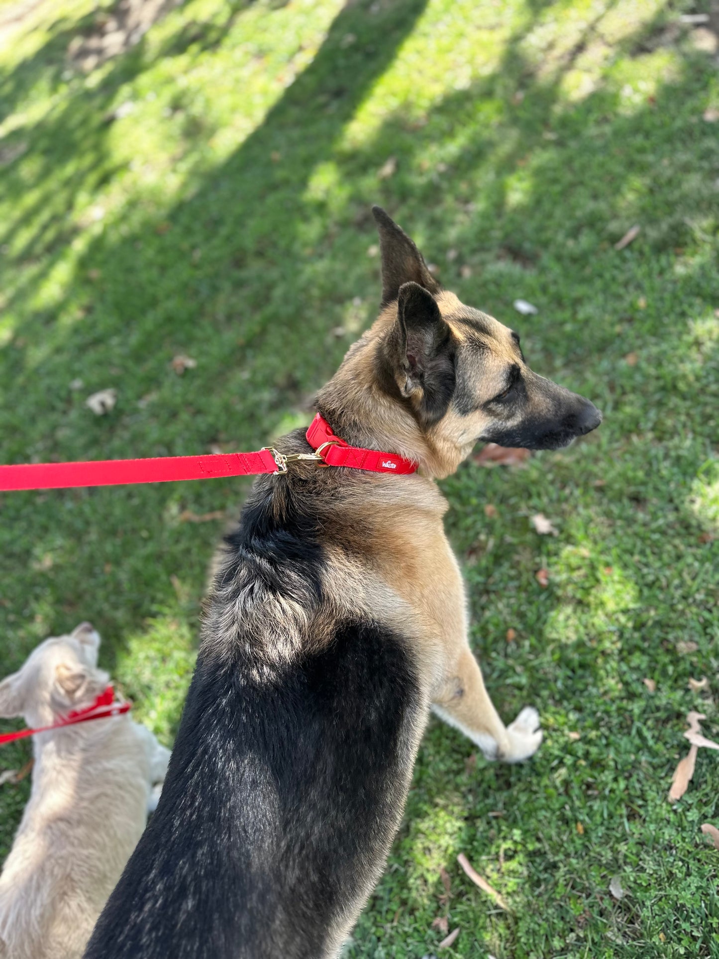 Red Dog Collar