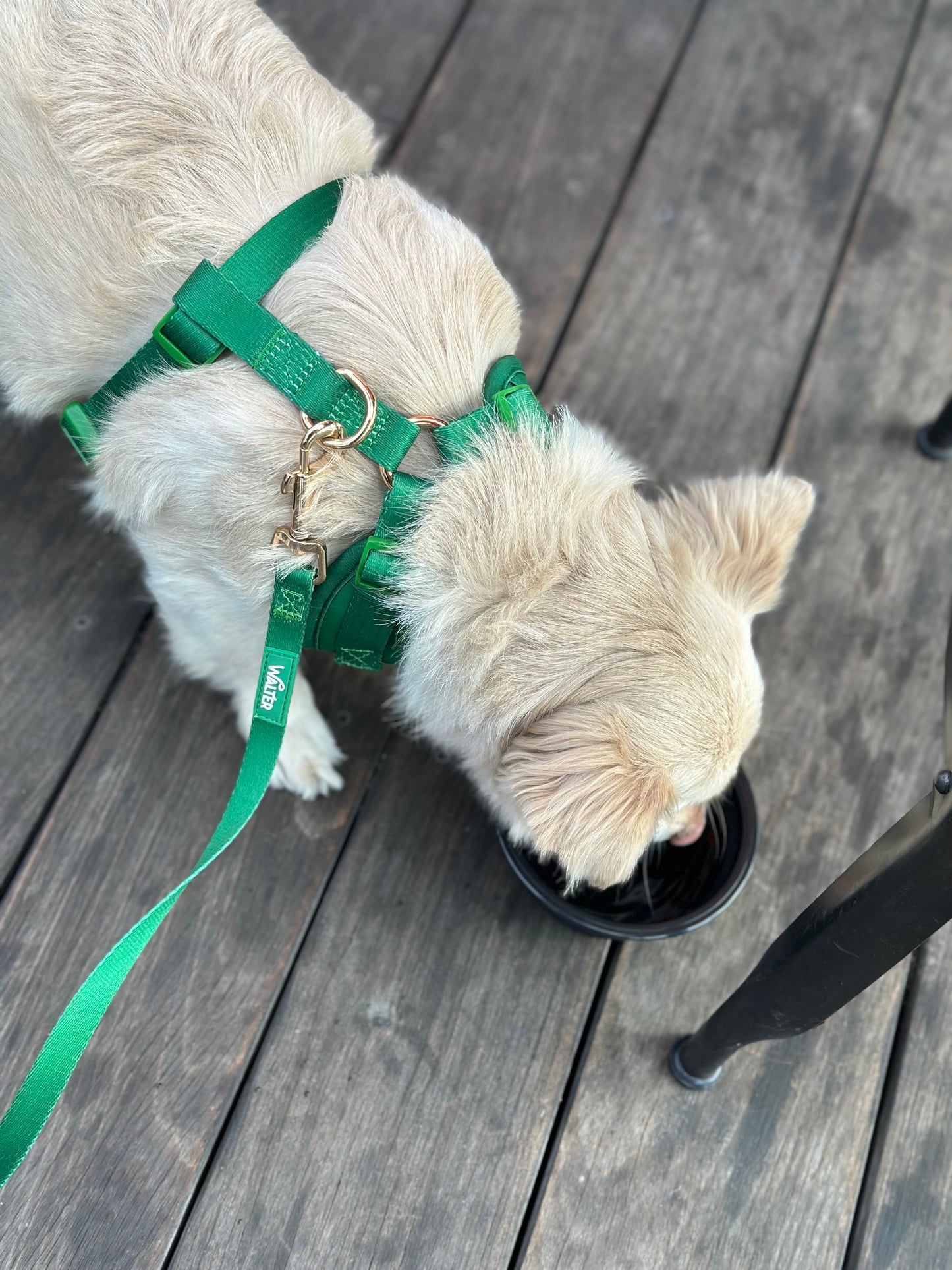Green Dog Leash