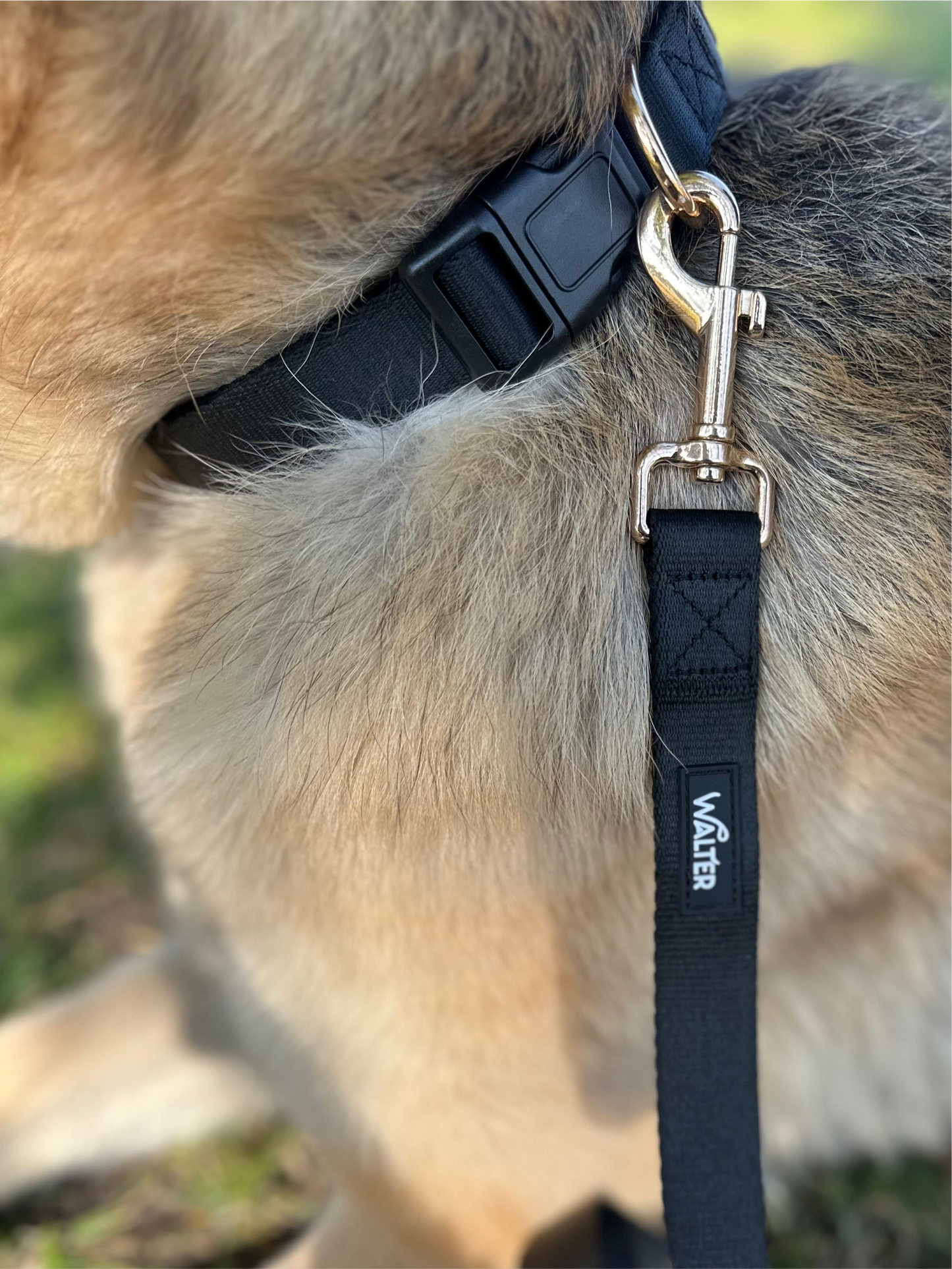 Black Dog Collar