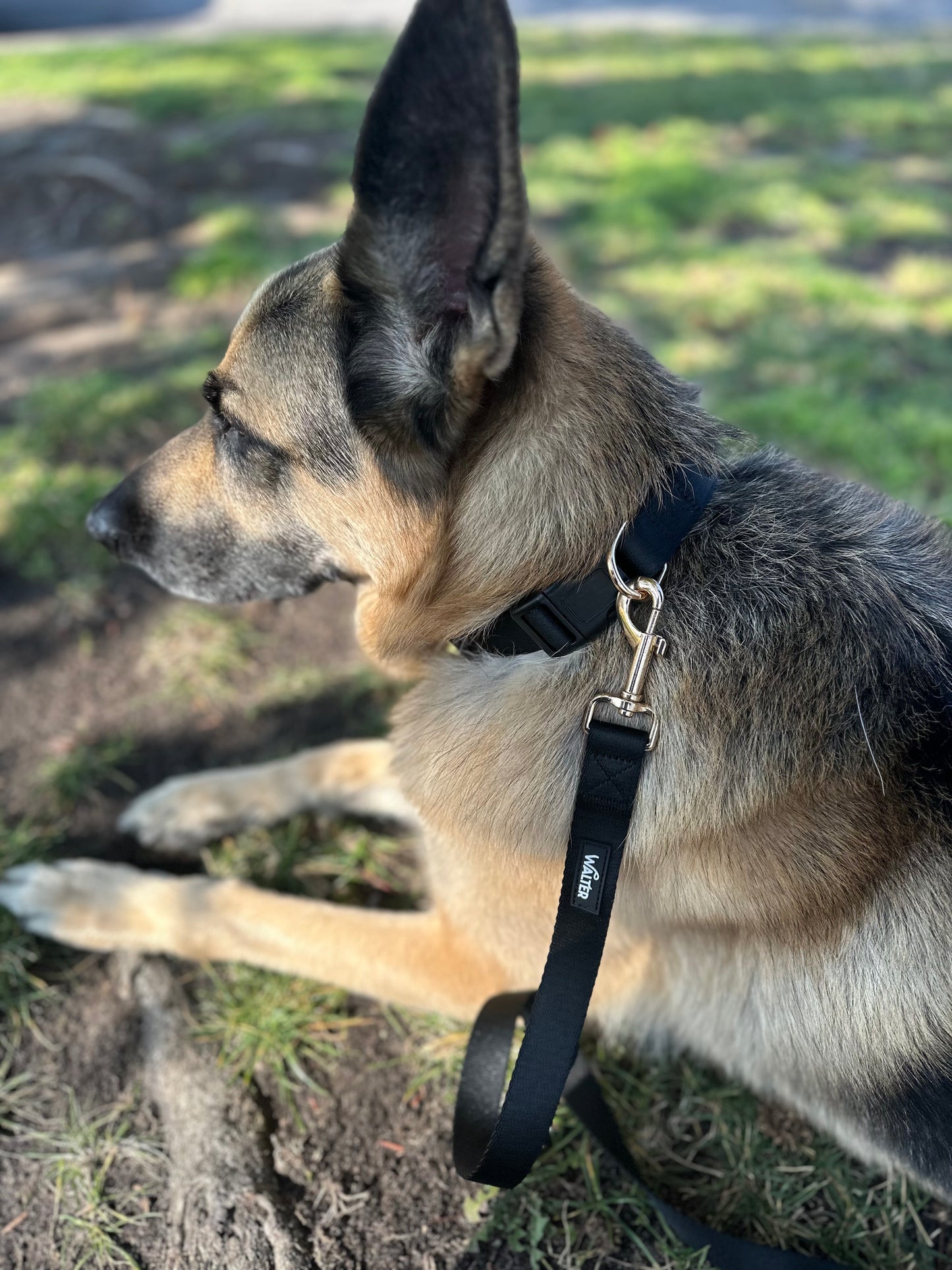 Black Dog Collar