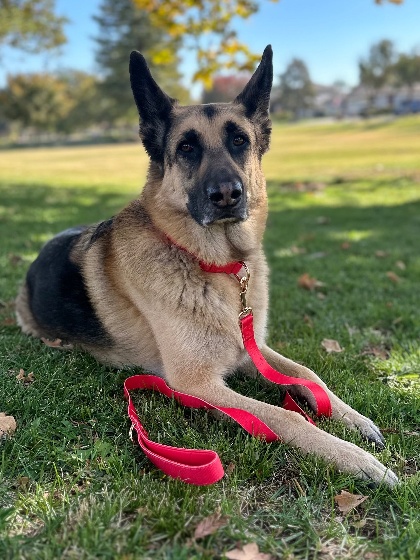 Red Dog Leash