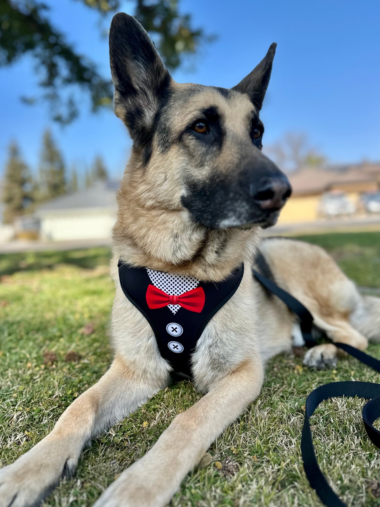 Black Tuxedo Dog Harness