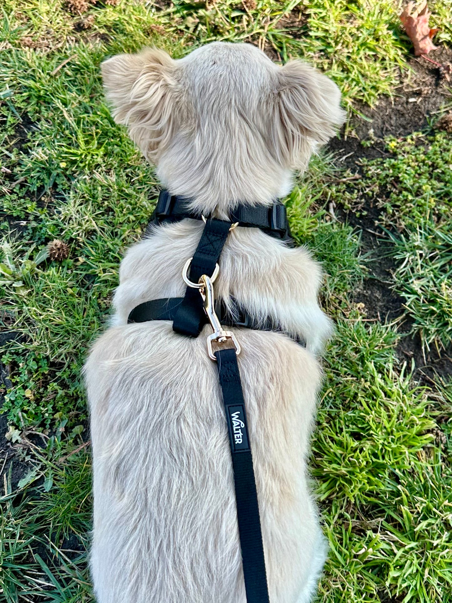 Black Tuxedo Dog Harness