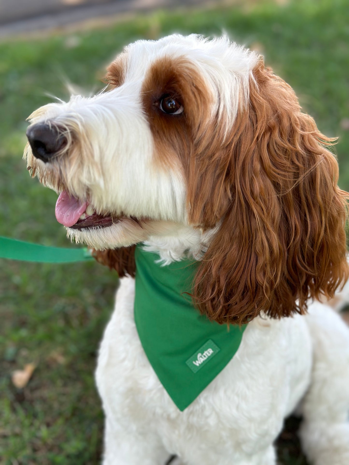 Green Dog Bandana