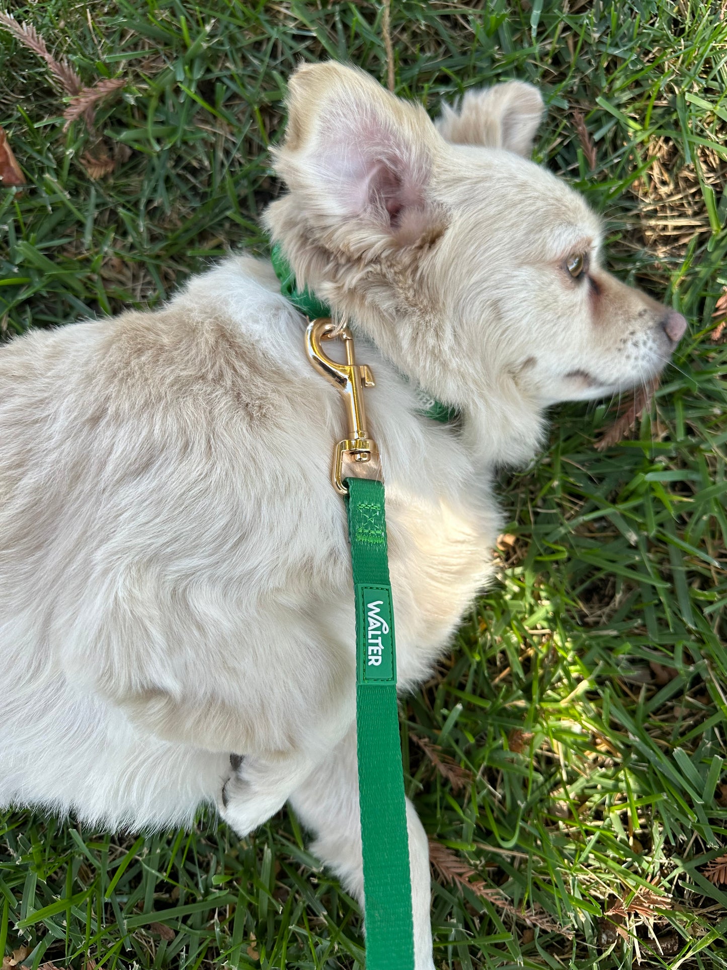 Green Dog Leash