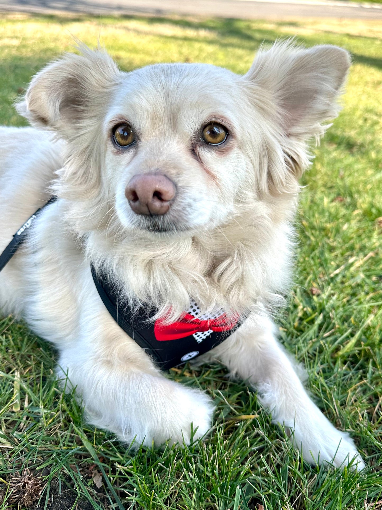 Black Tuxedo Dog Harness