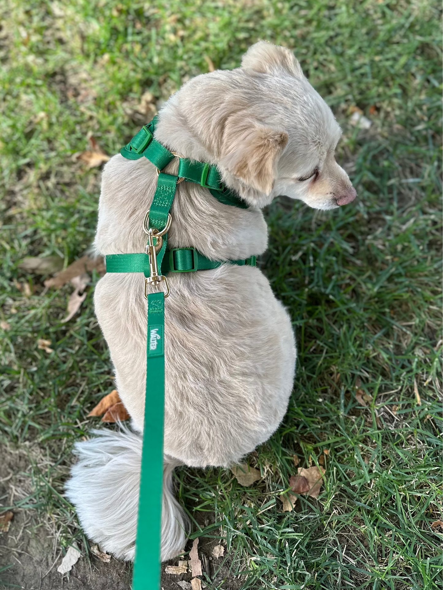 Green Dog Harness