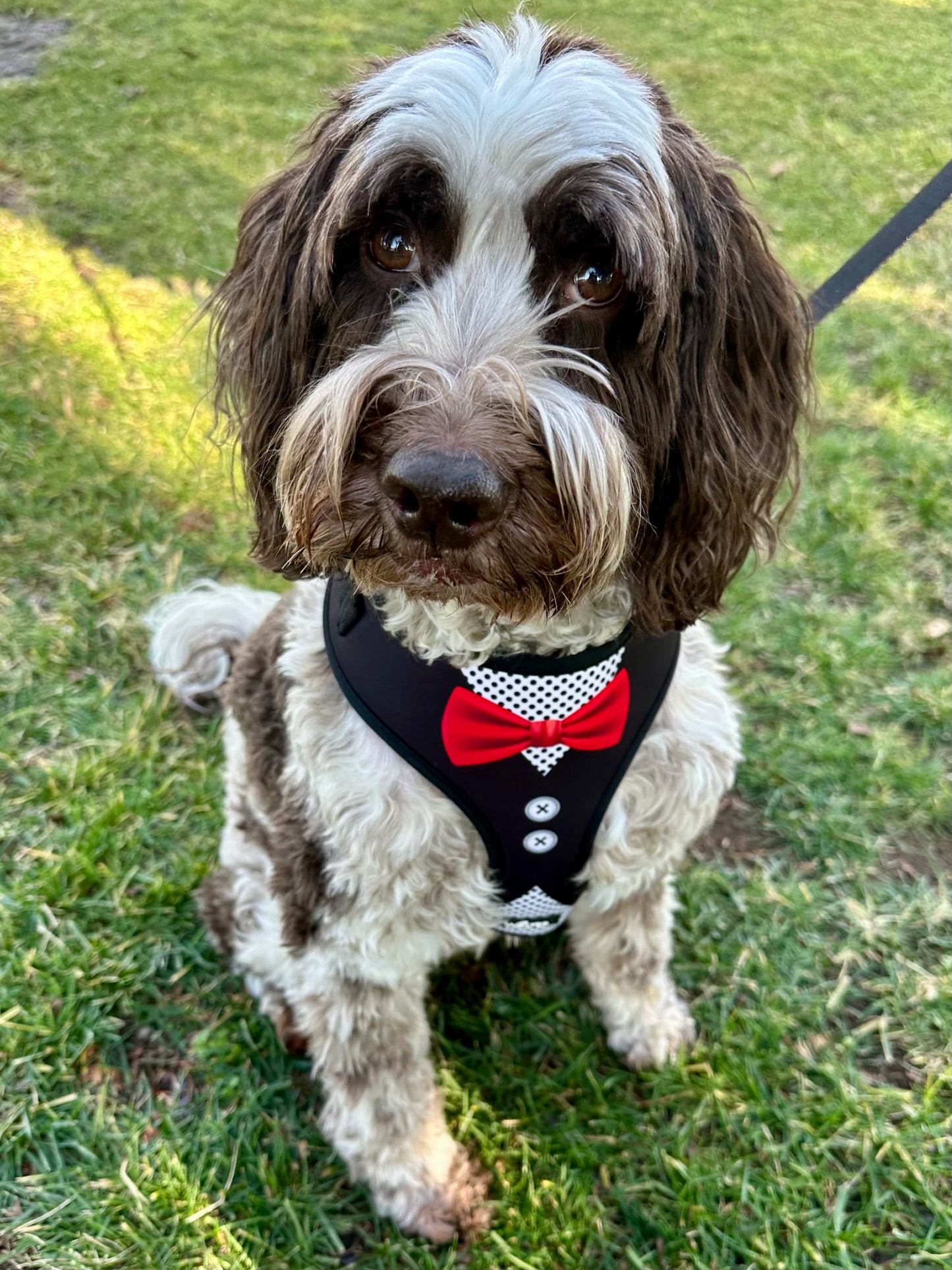 Black Tuxedo Dog Harness