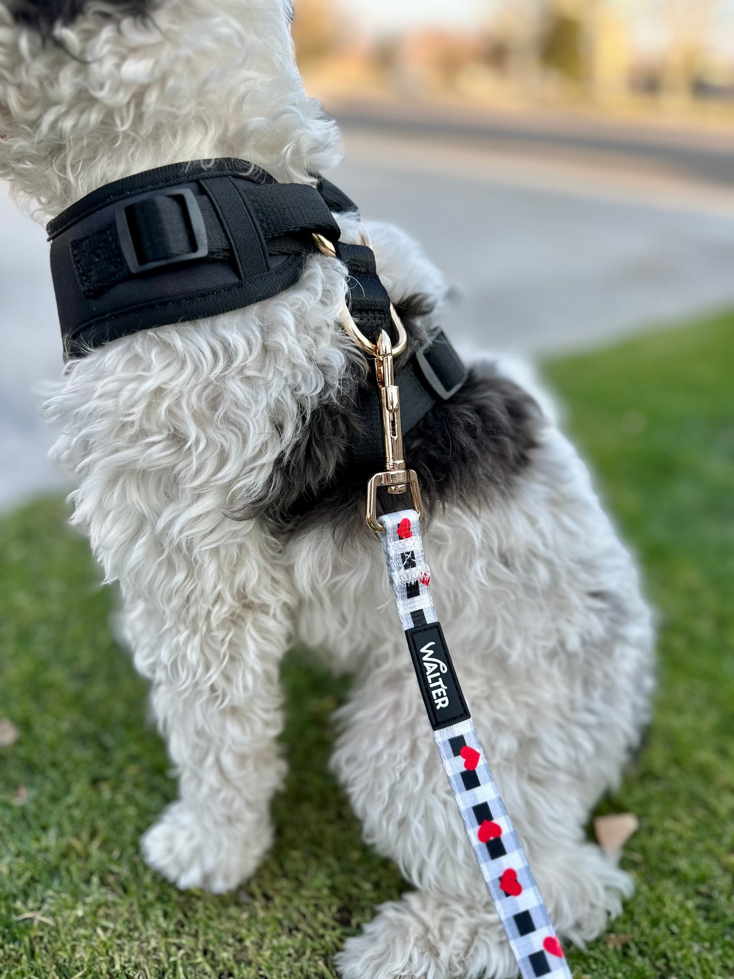 Black Tuxedo Dog Harness