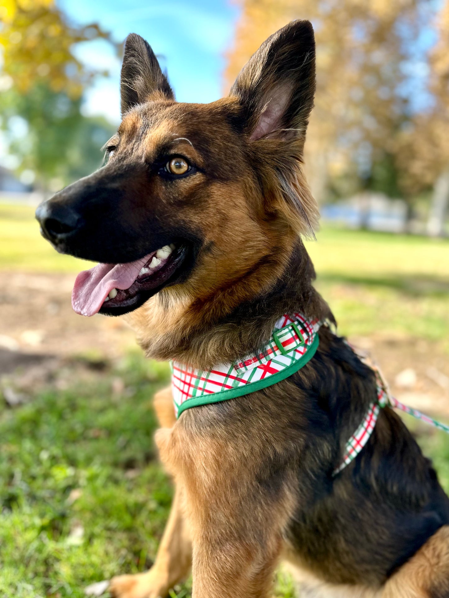 Plaid Dog Harness