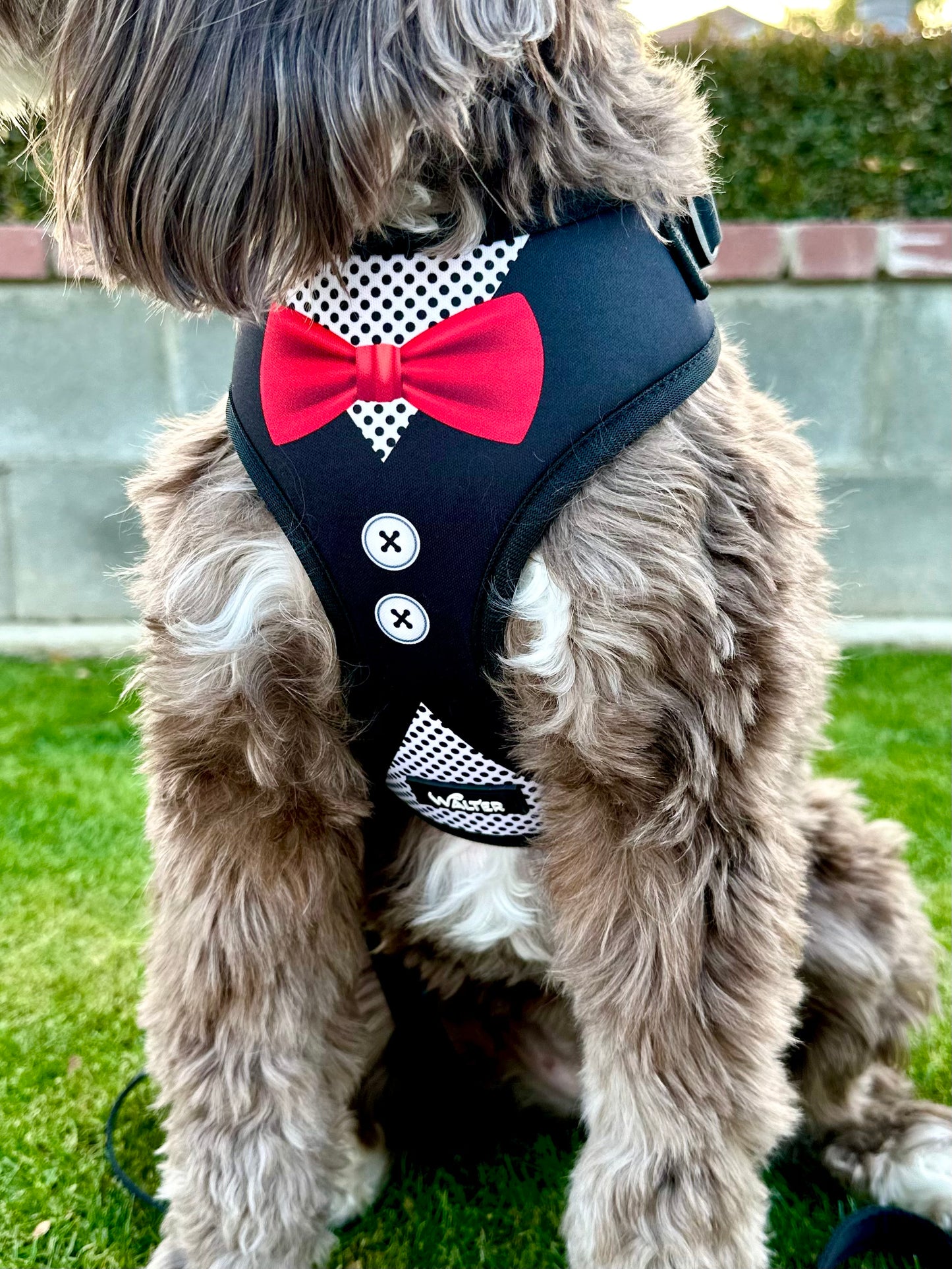 Black Tuxedo Dog Harness