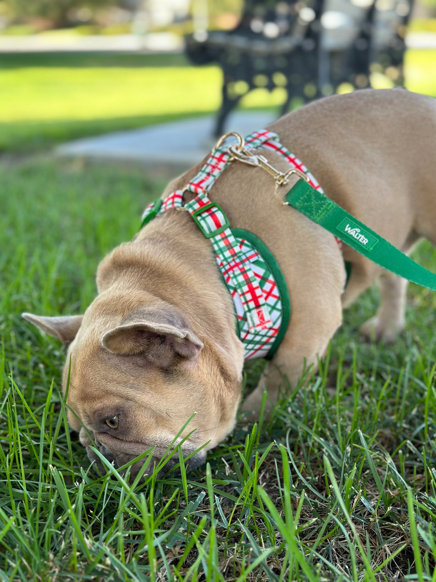 Plaid Dog Harness