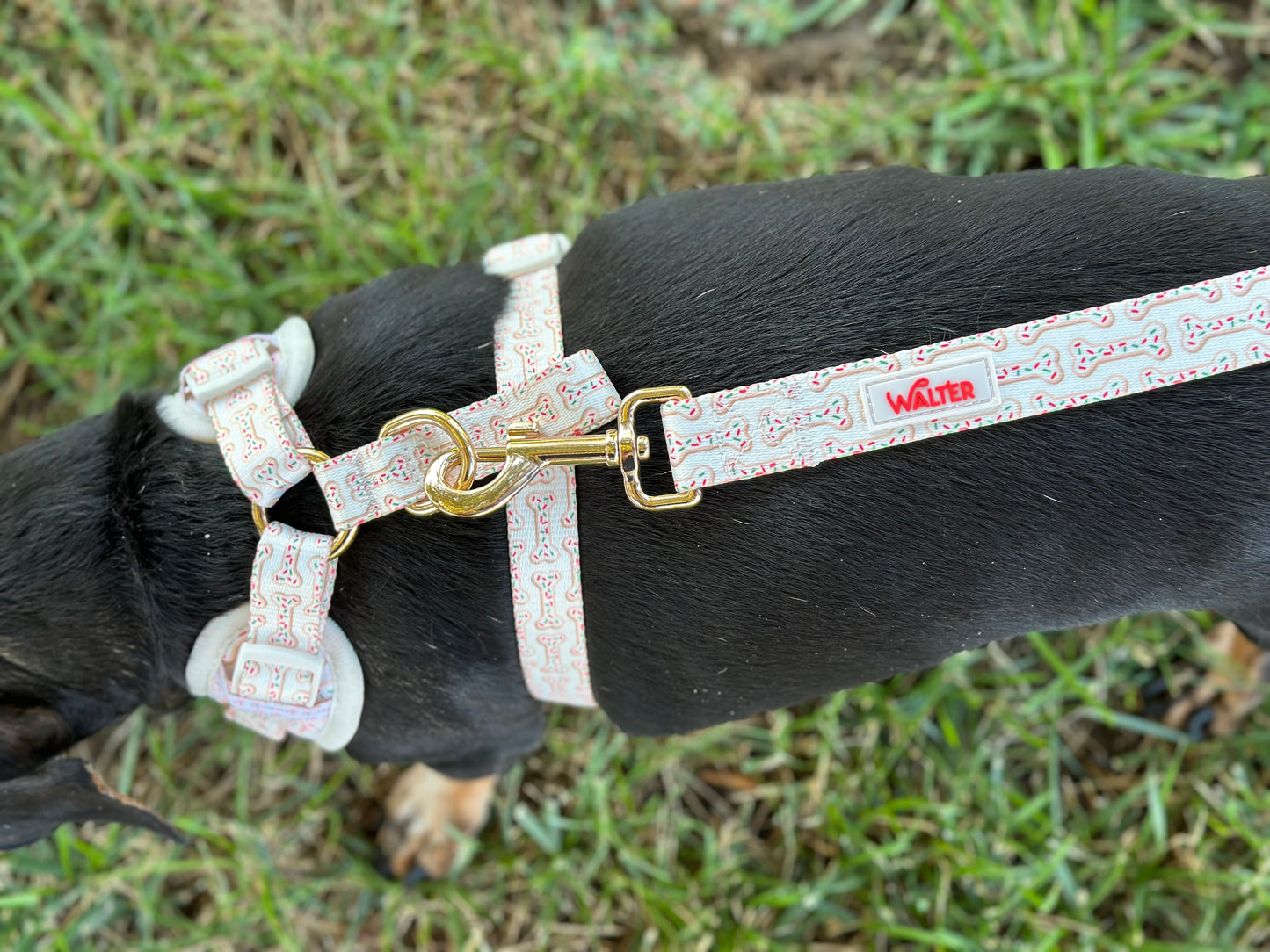 Cookie Dog Leash
