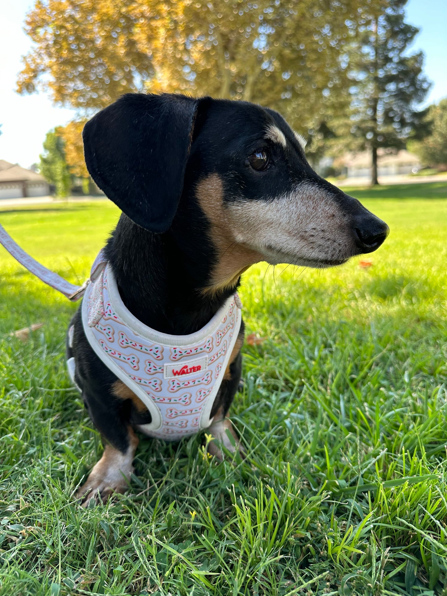 Cookie Dog Harness