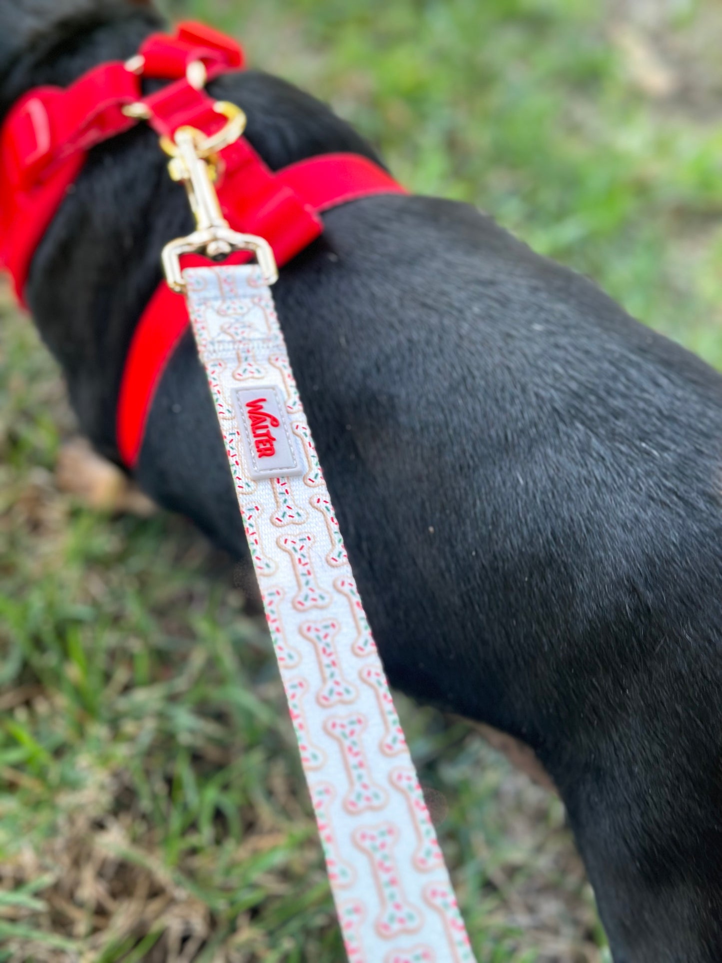 Cookie Dog Leash