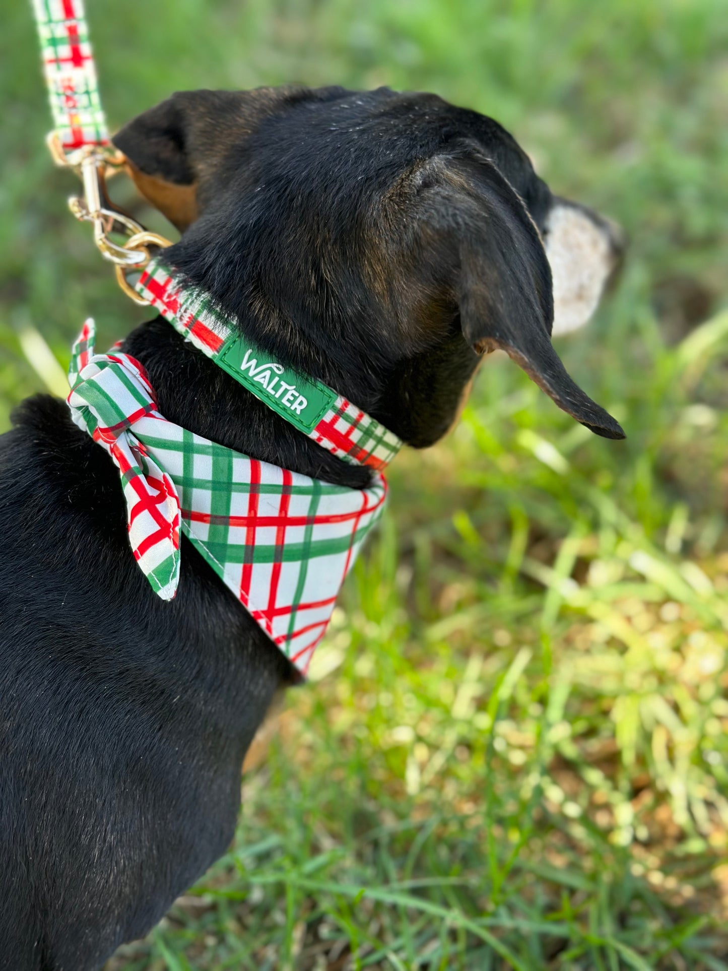 Plaid Dog Collar