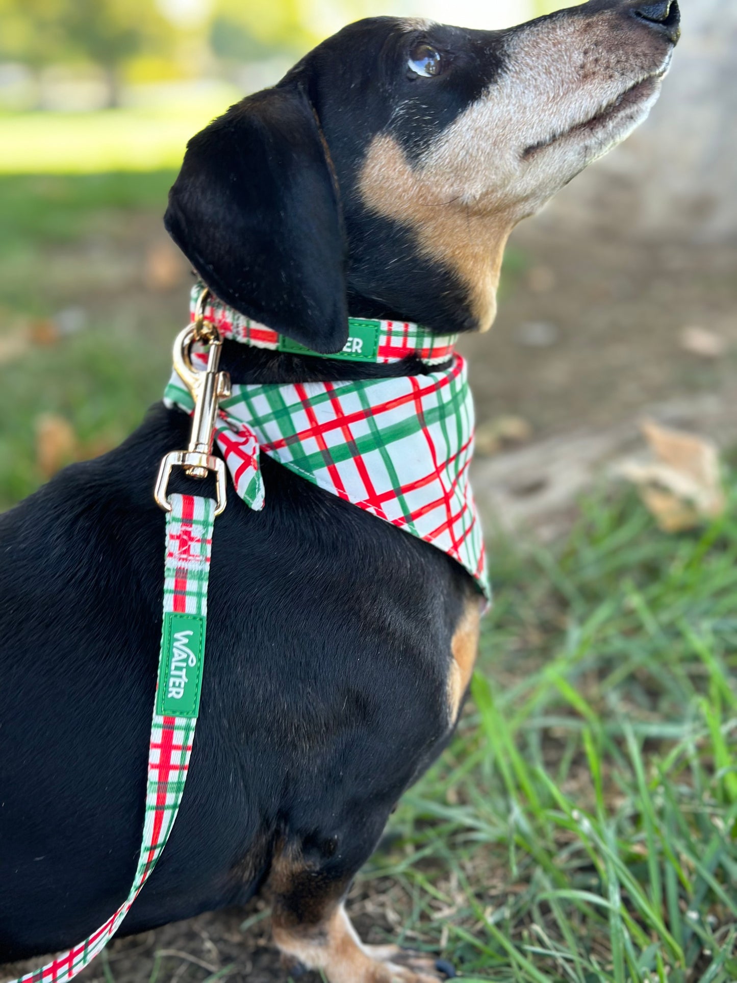 Plaid Dog Leash