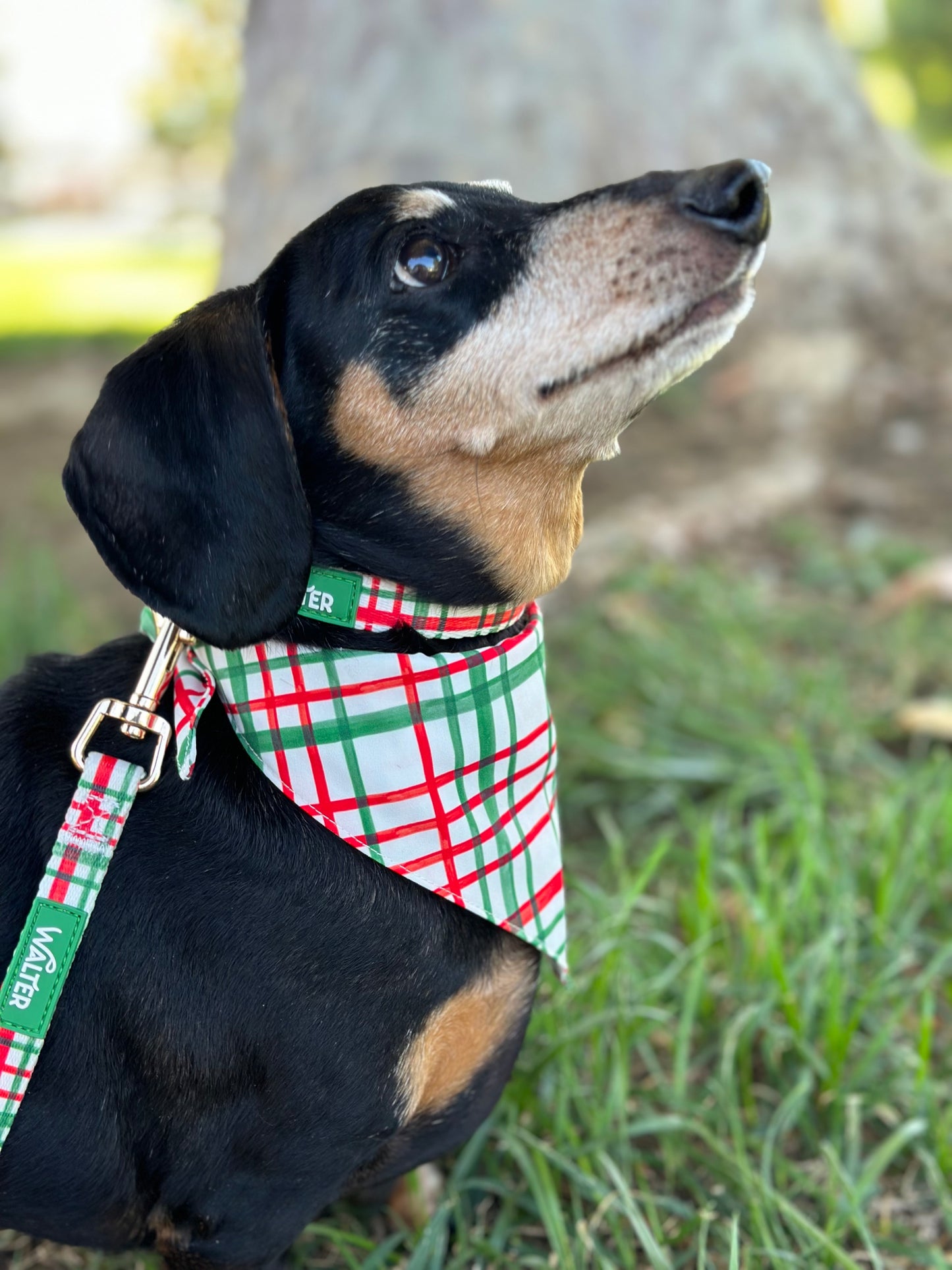 Plaid Dog Bandana