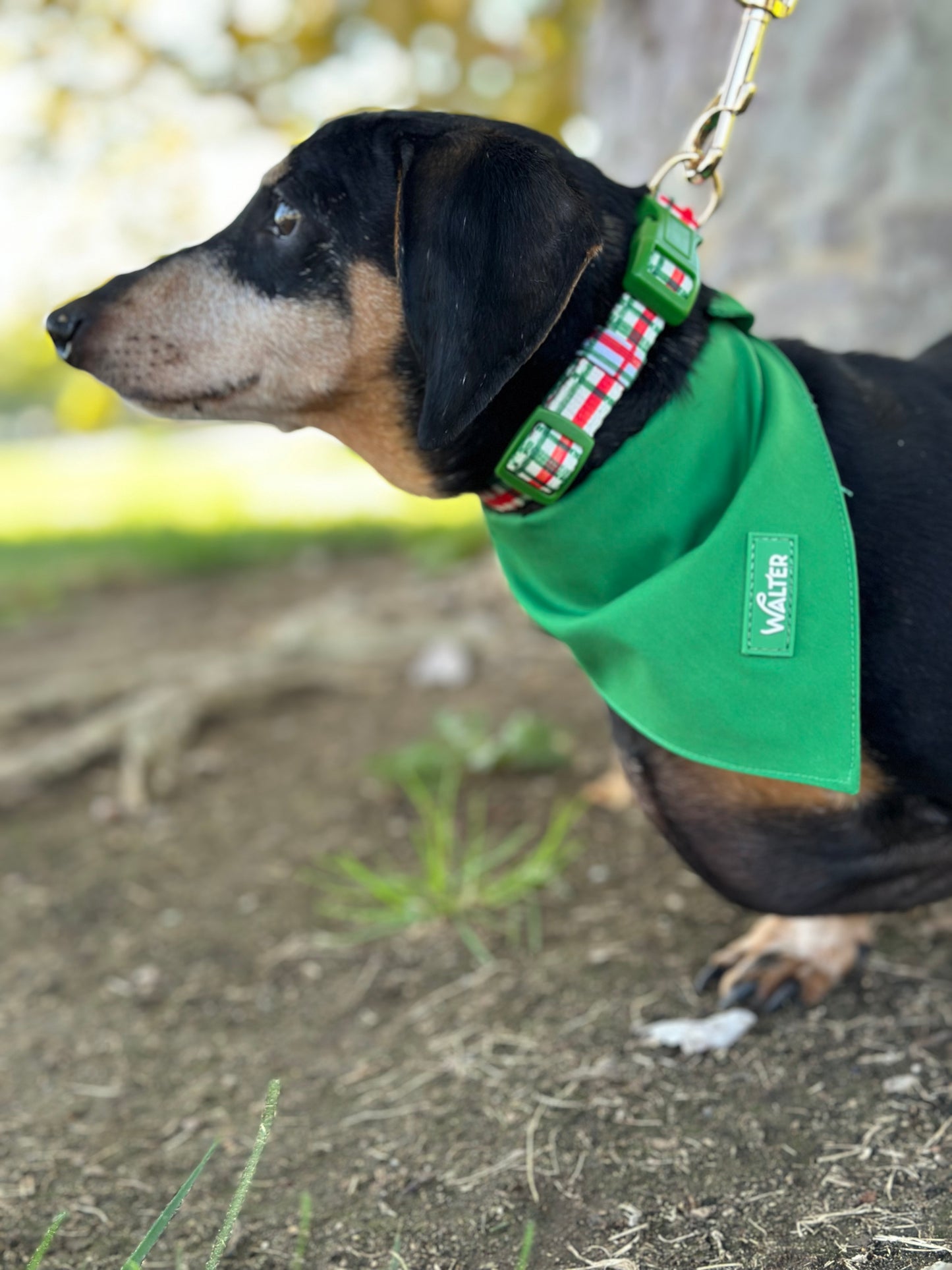 Plaid Dog Collar