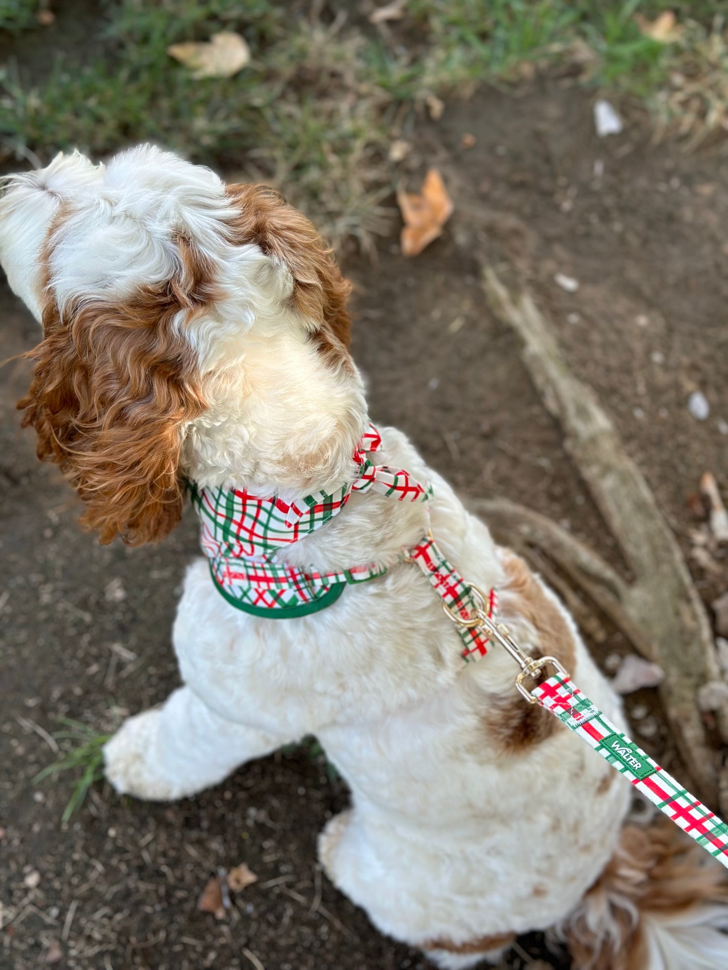 Plaid Dog Harness