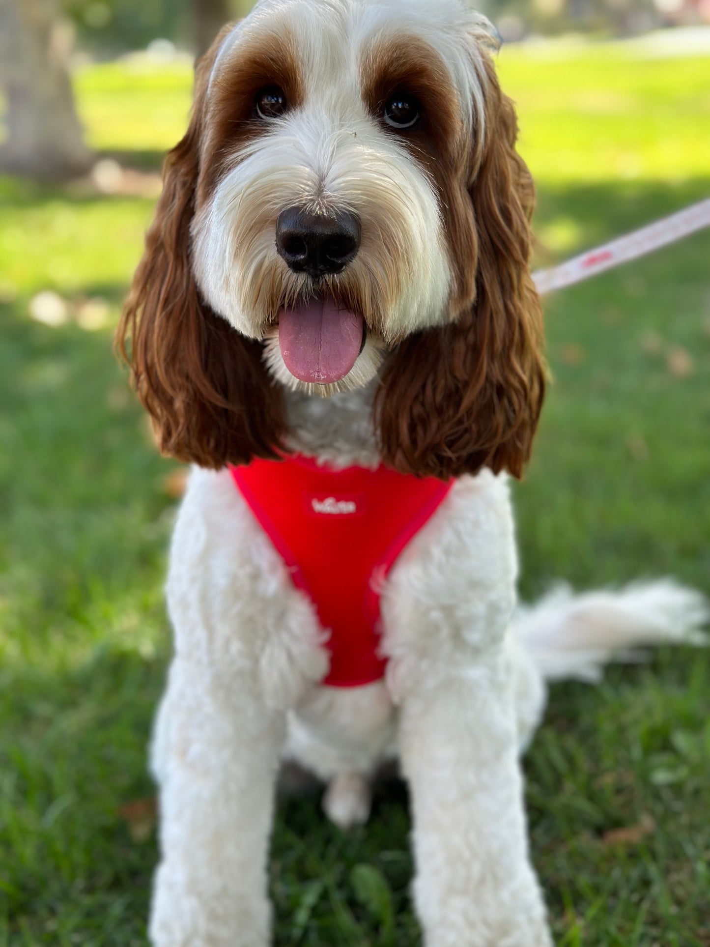 Red Dog Harness