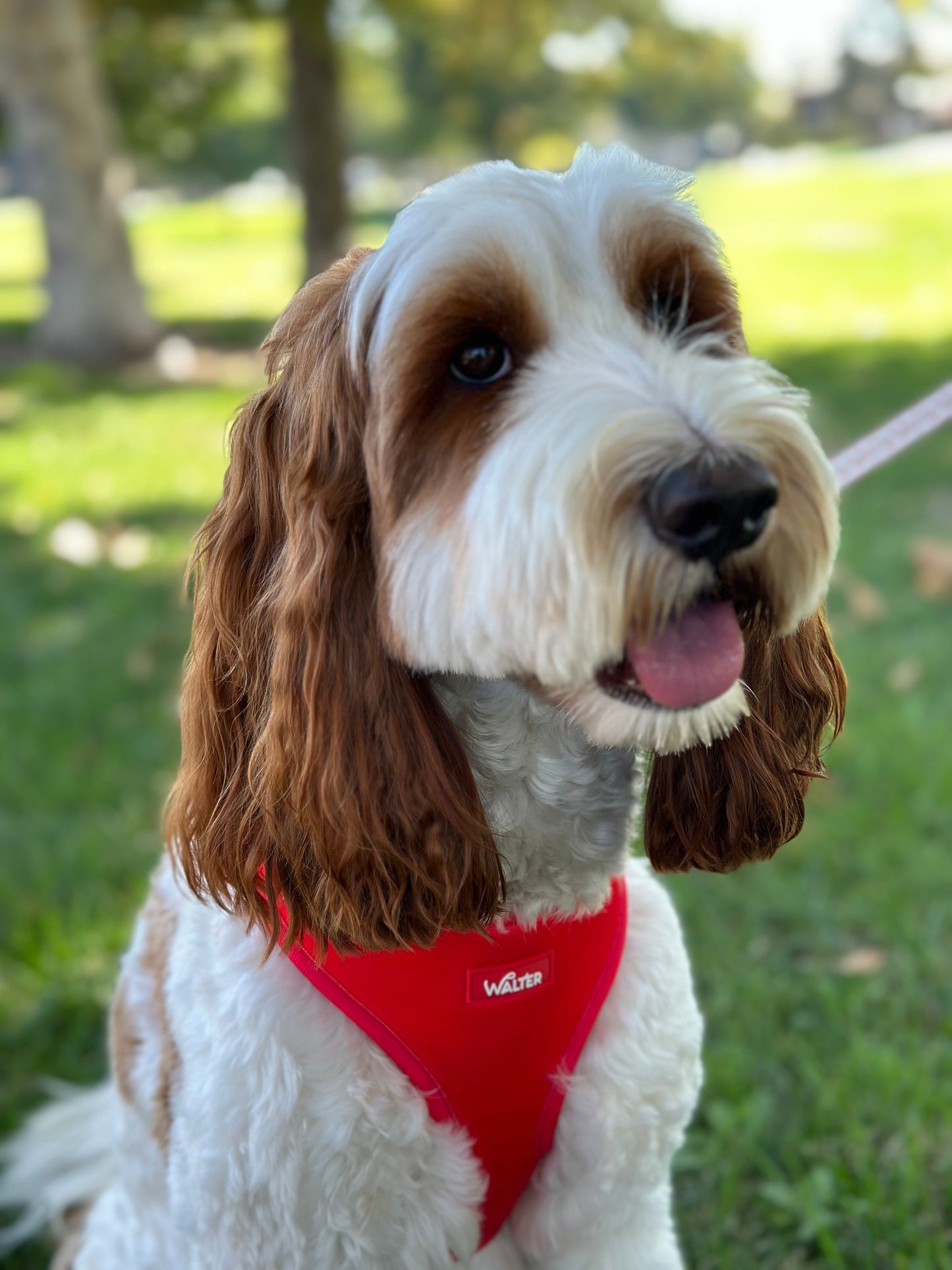 Red Dog Harness