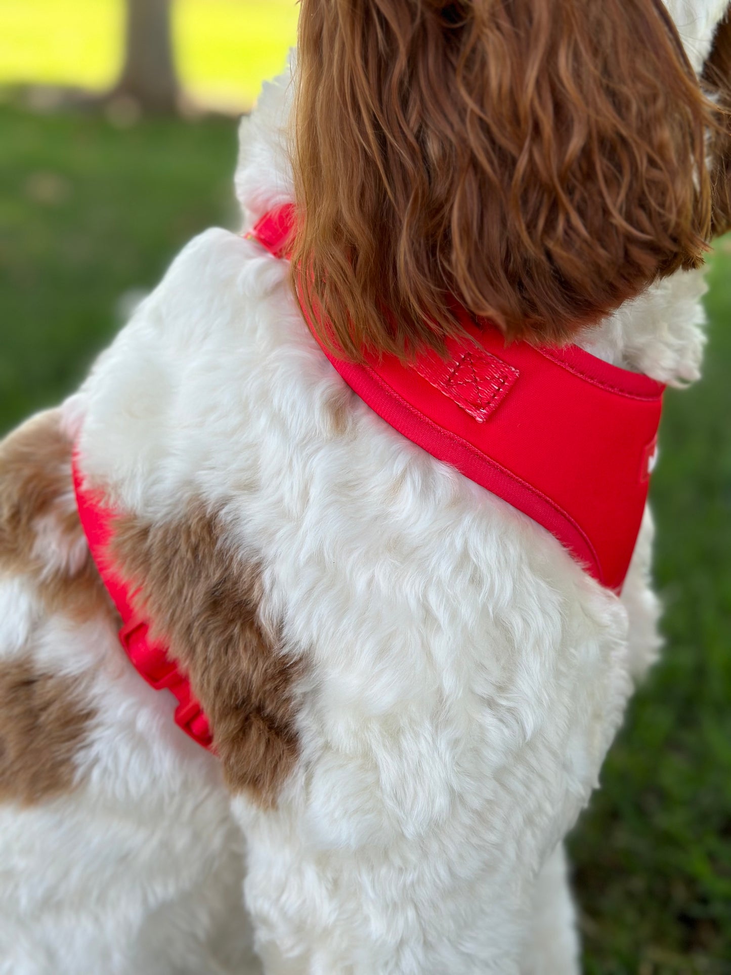Red Dog Harness