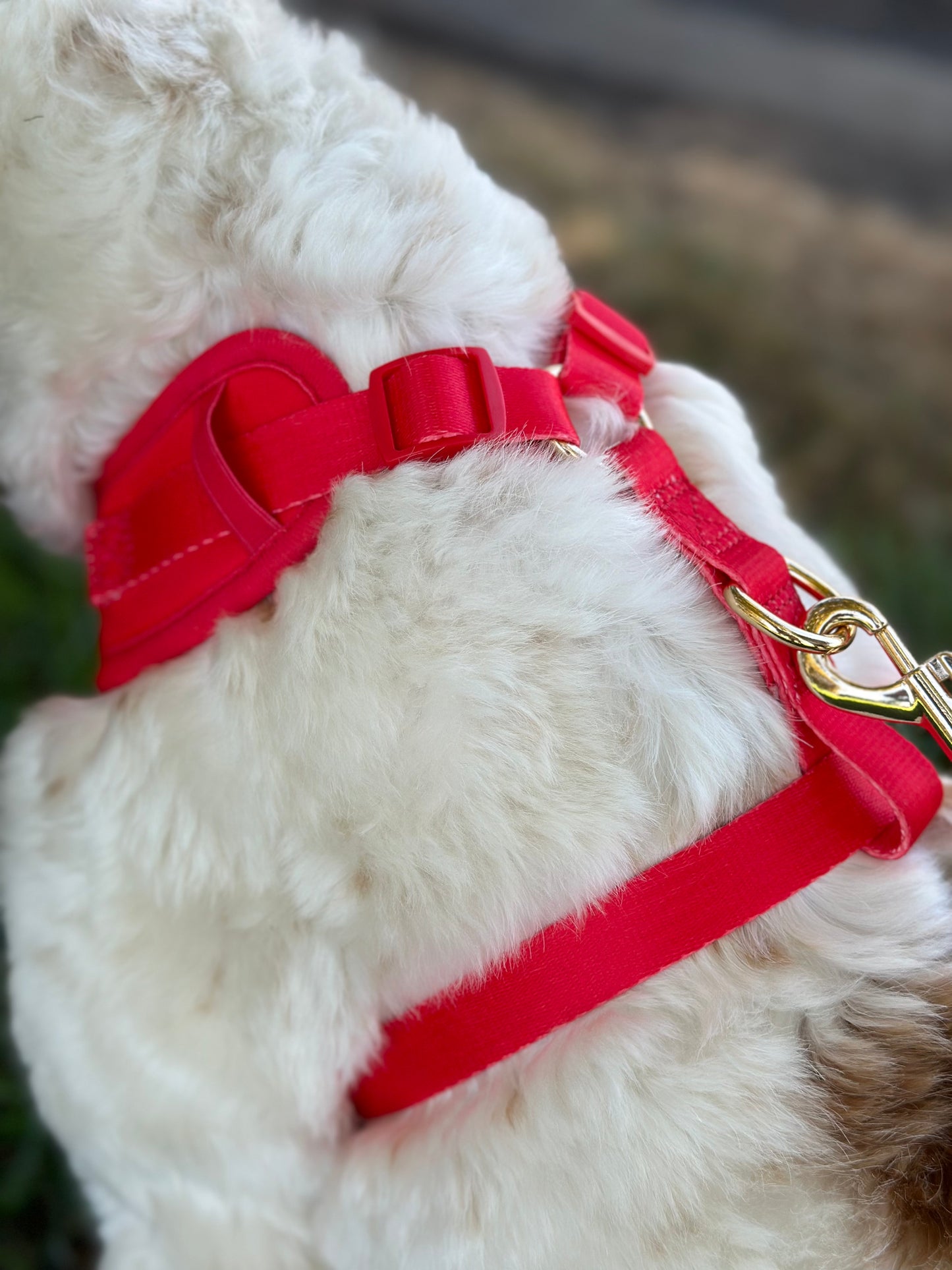 Red Dog Harness